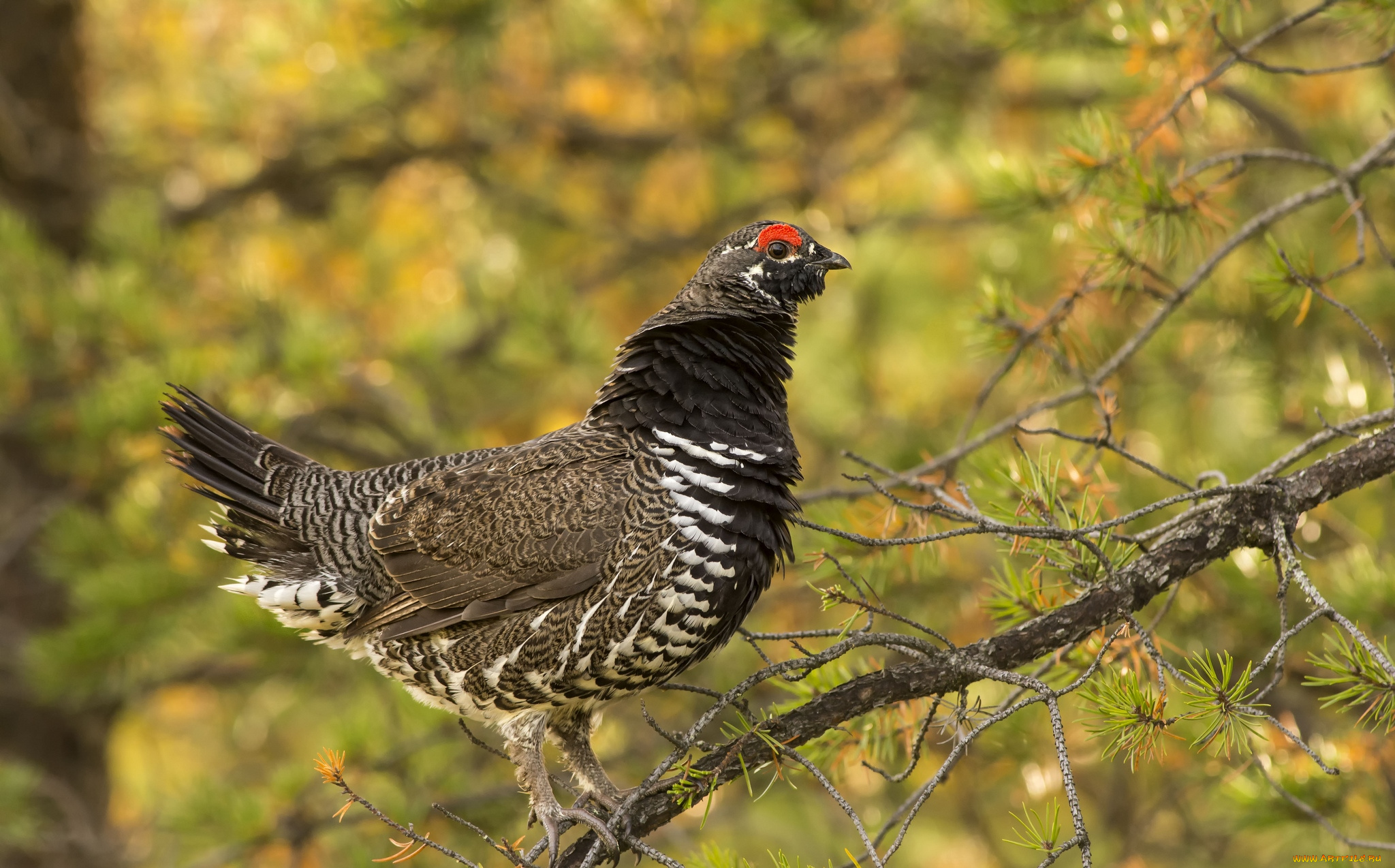 животные, глухари, тетерева, фазаны, пестрый