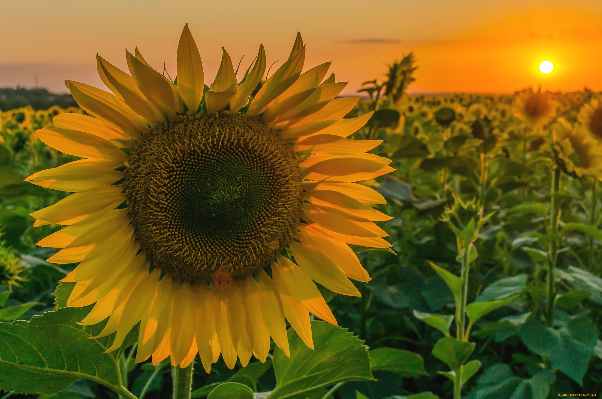 цветы, подсолнухи, солнце