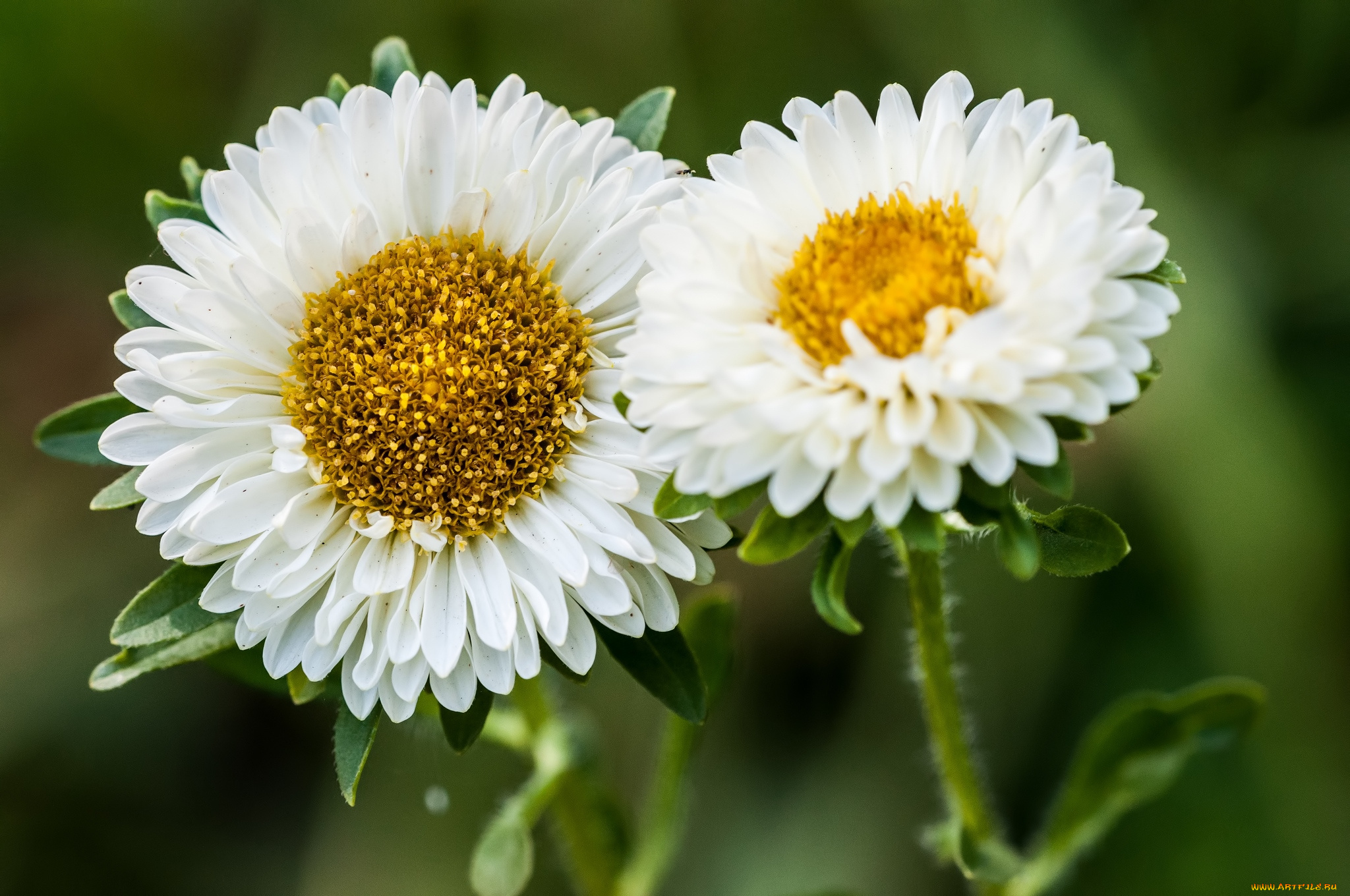 цветы, астры, белый