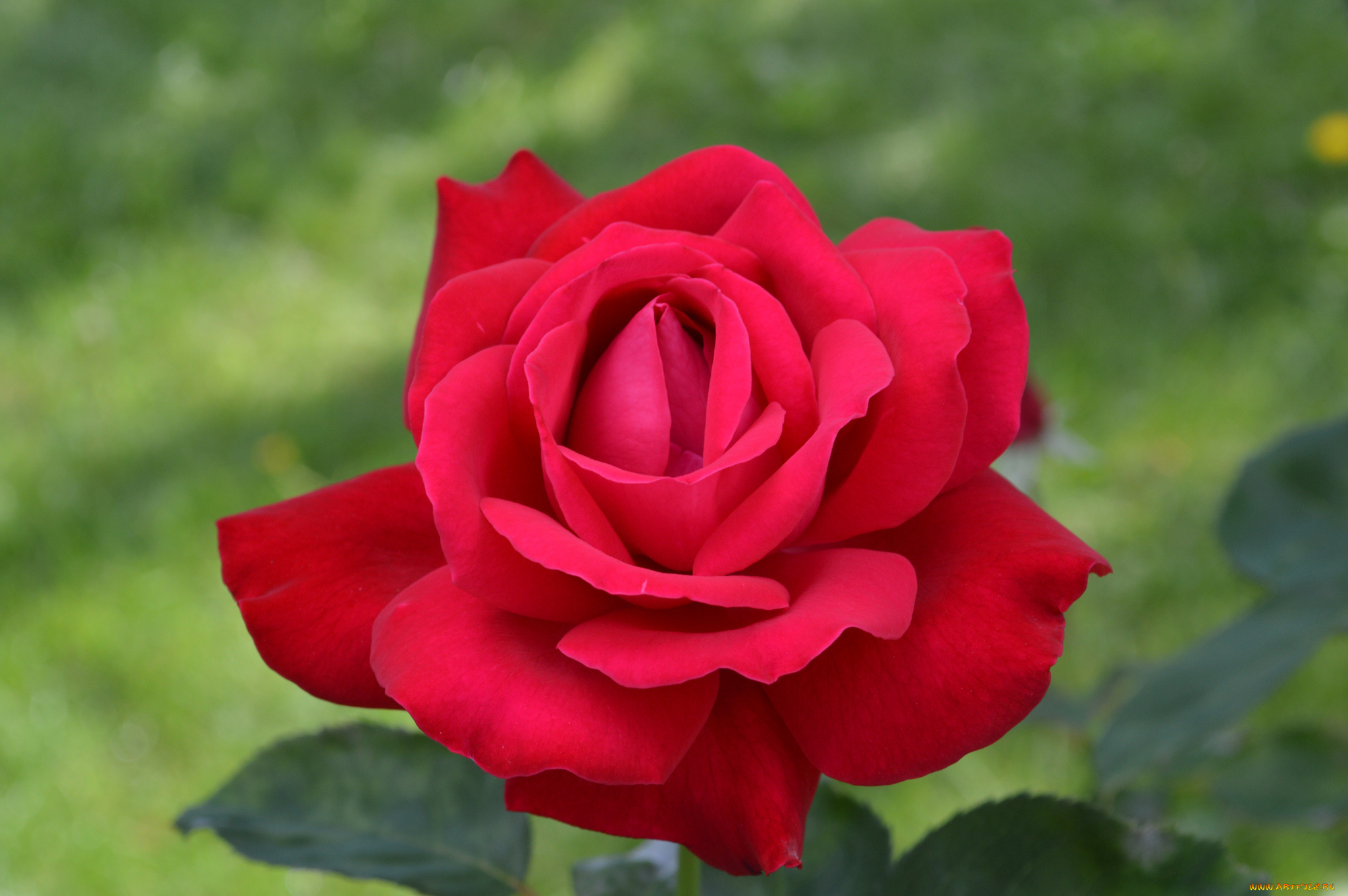 цветы, розы, бутон