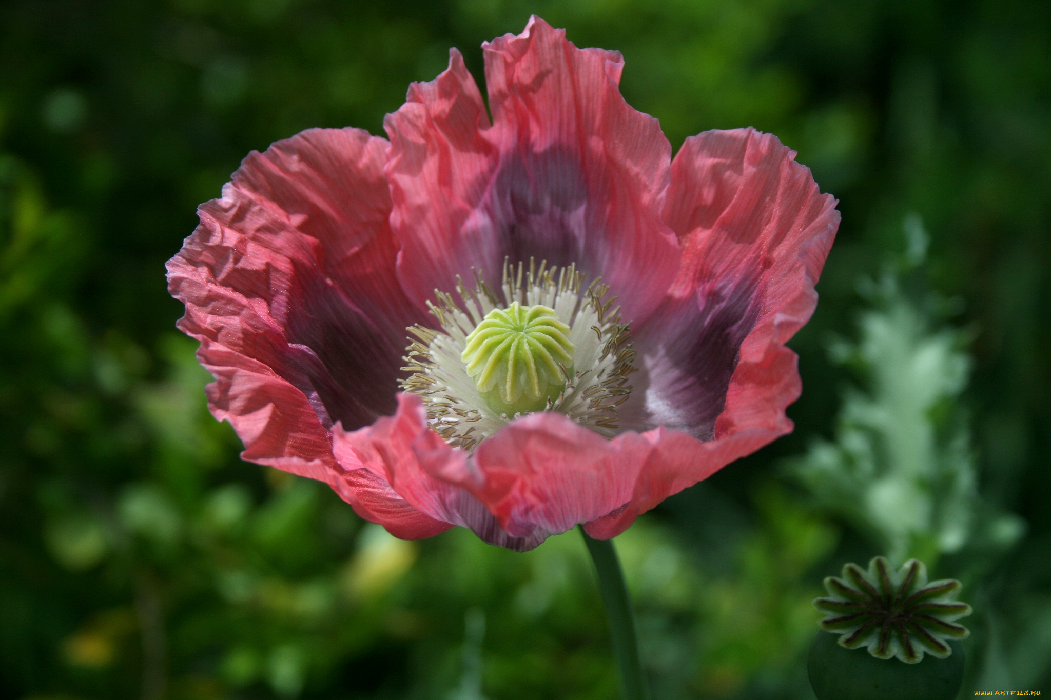 цветы, маки, макро