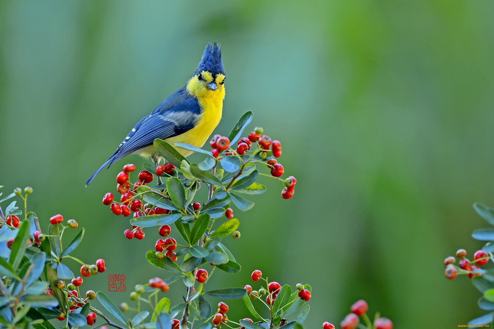 животные, синицы, лазоревки, ягоды, птица, тайваньская, синица