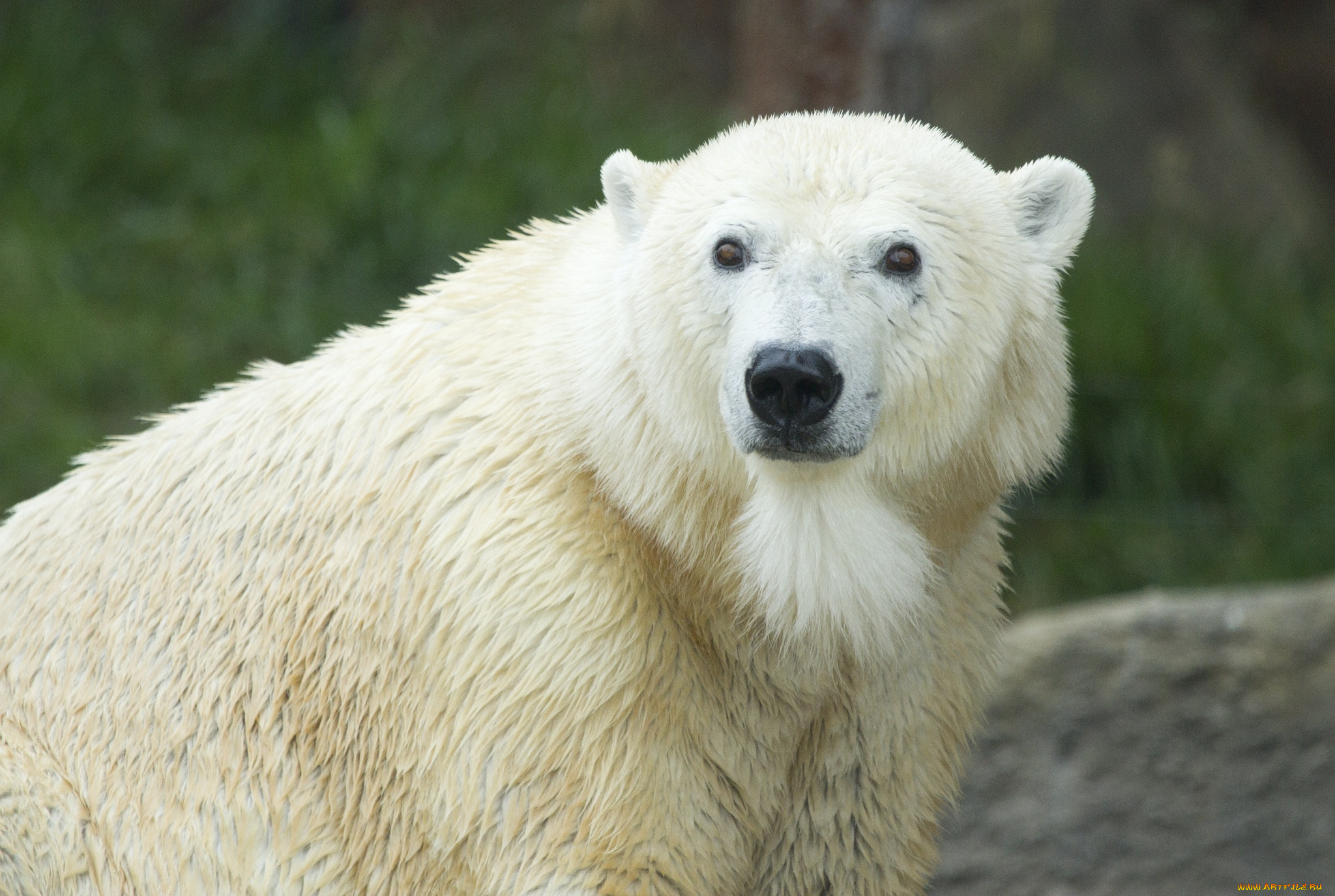 животные, медведи, белый, медведь