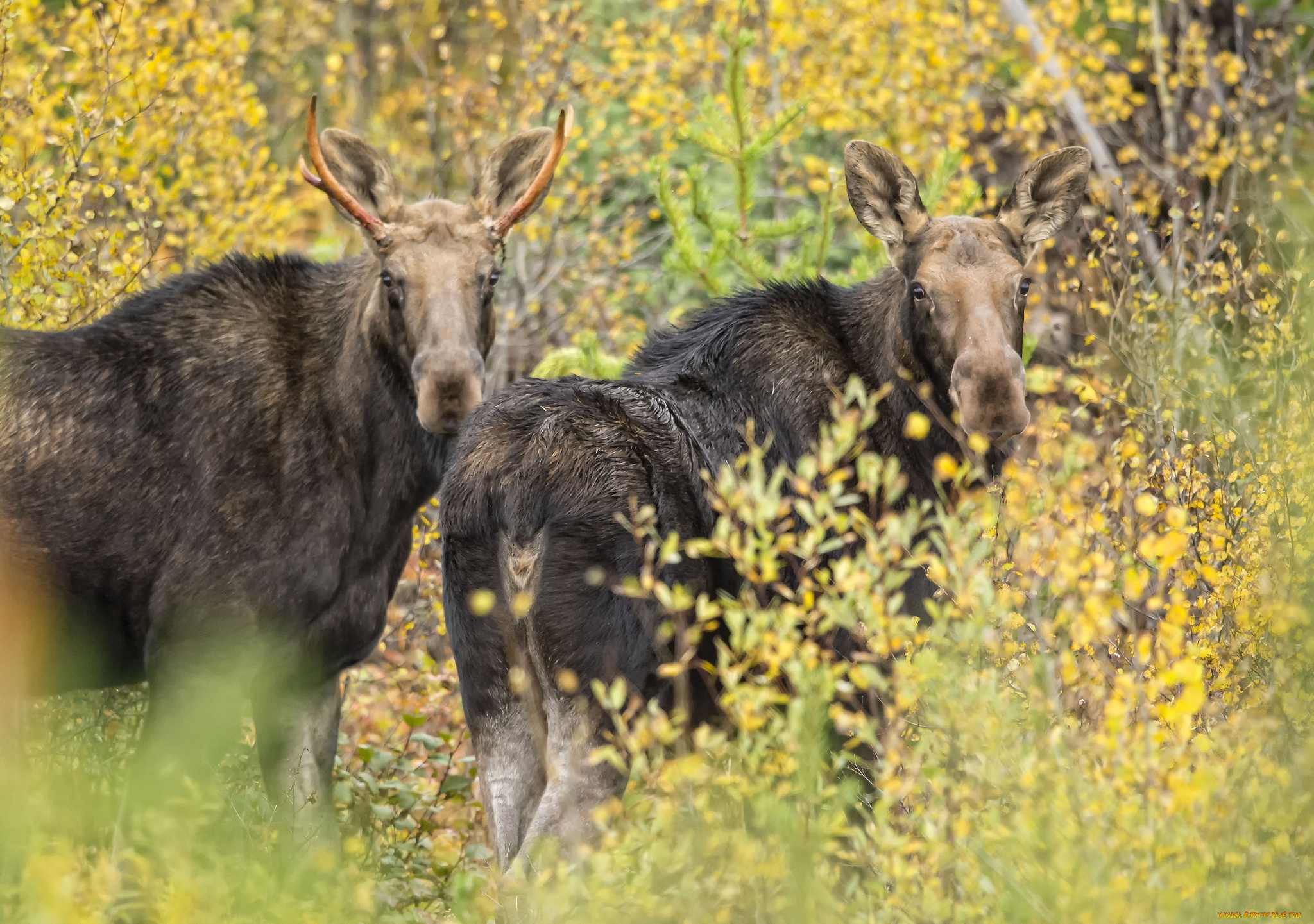 животные, лоси, парочка