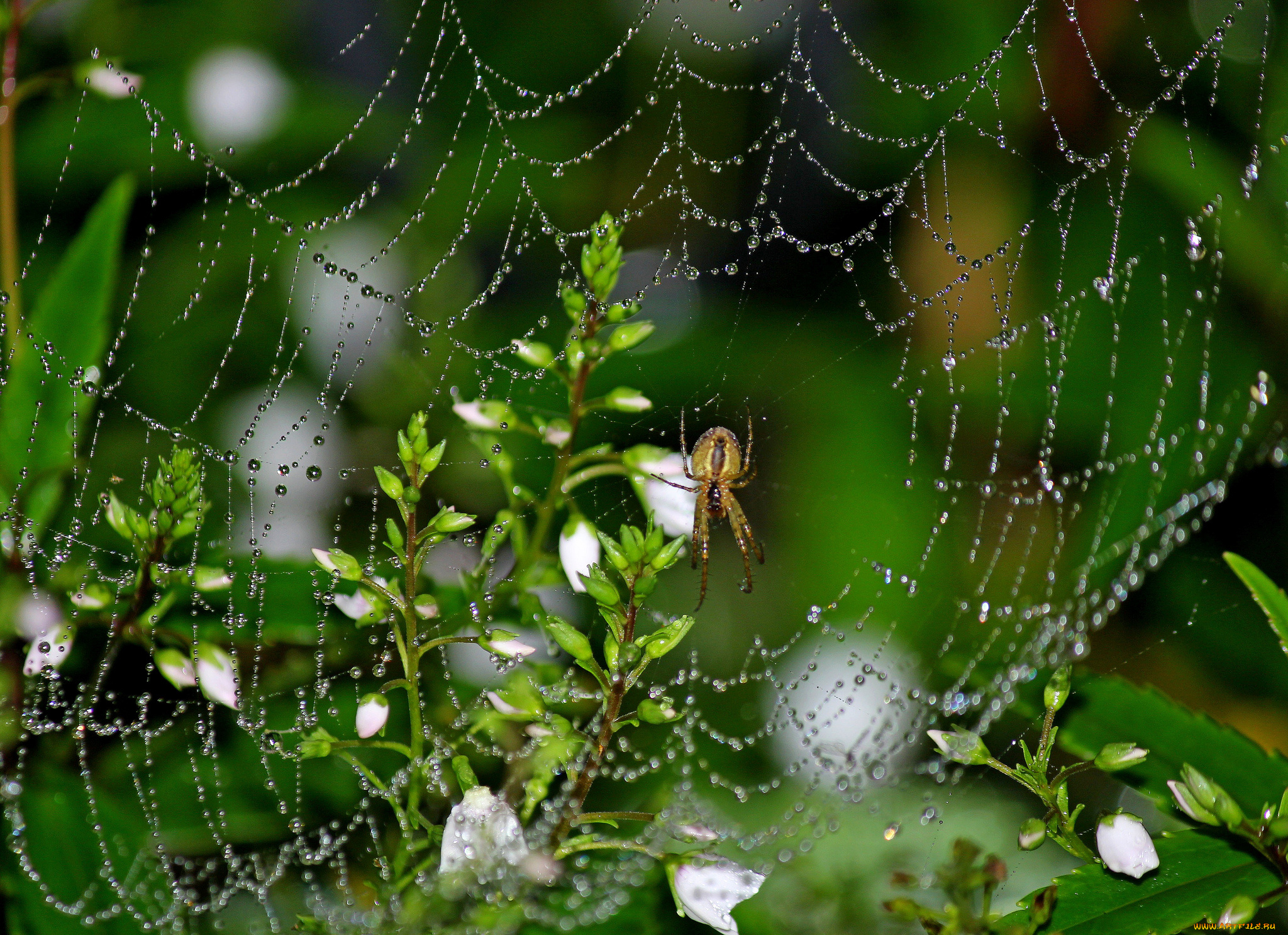 животные, пауки, макро, паутина, цветы, роса, капли
