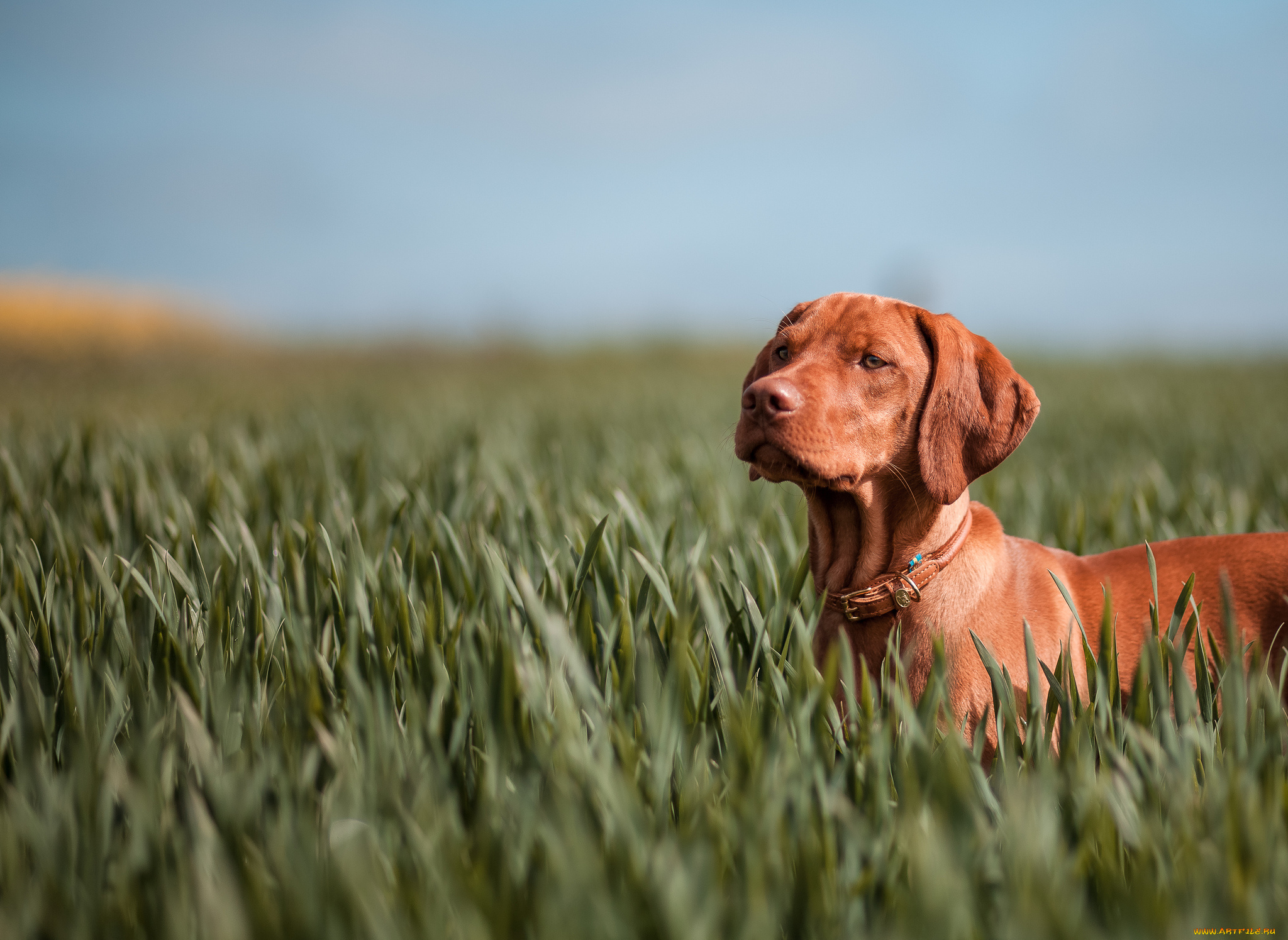 животные, собаки, поле