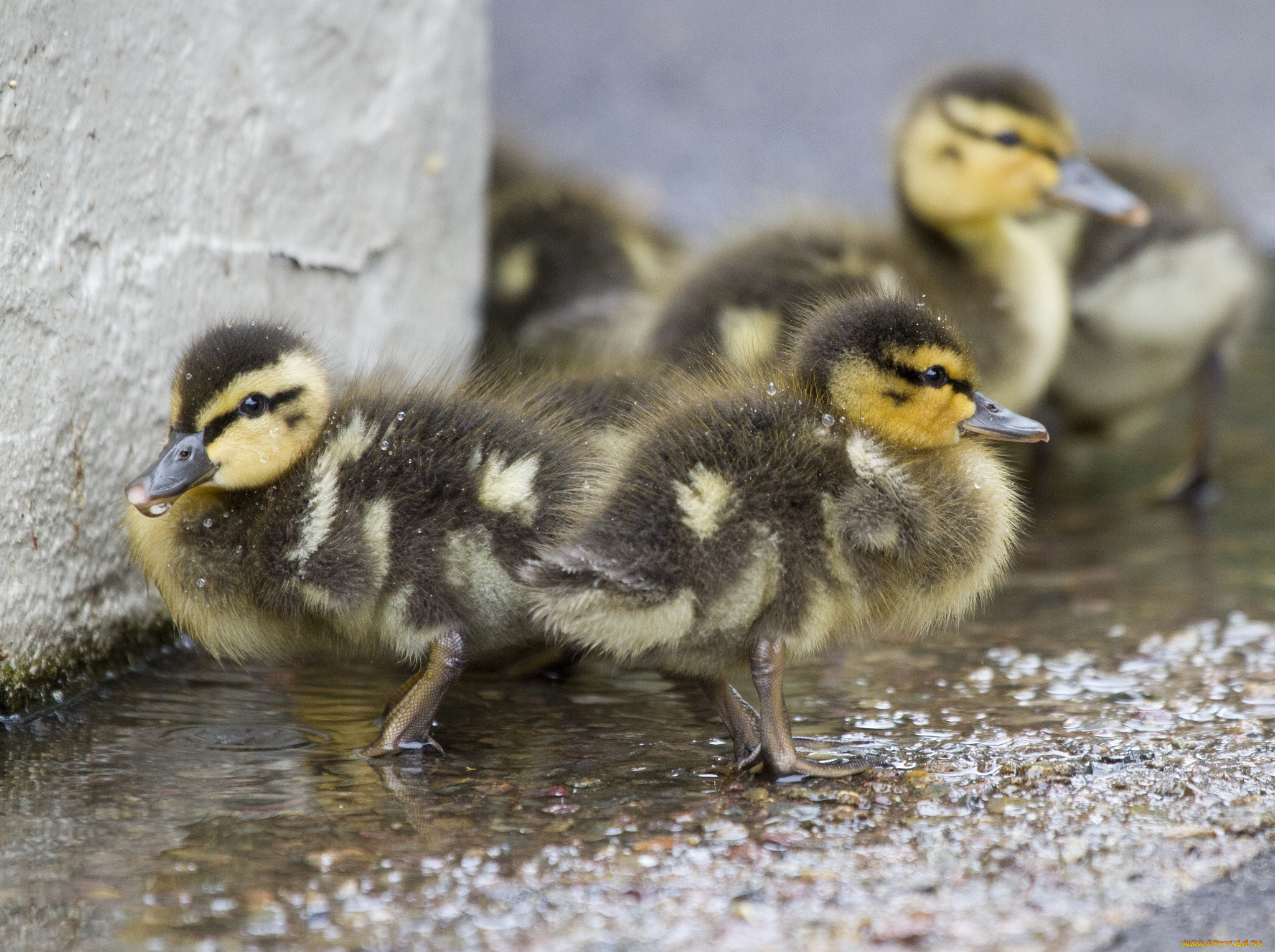 животные, утки, выводок, утята, птенцы, малыши