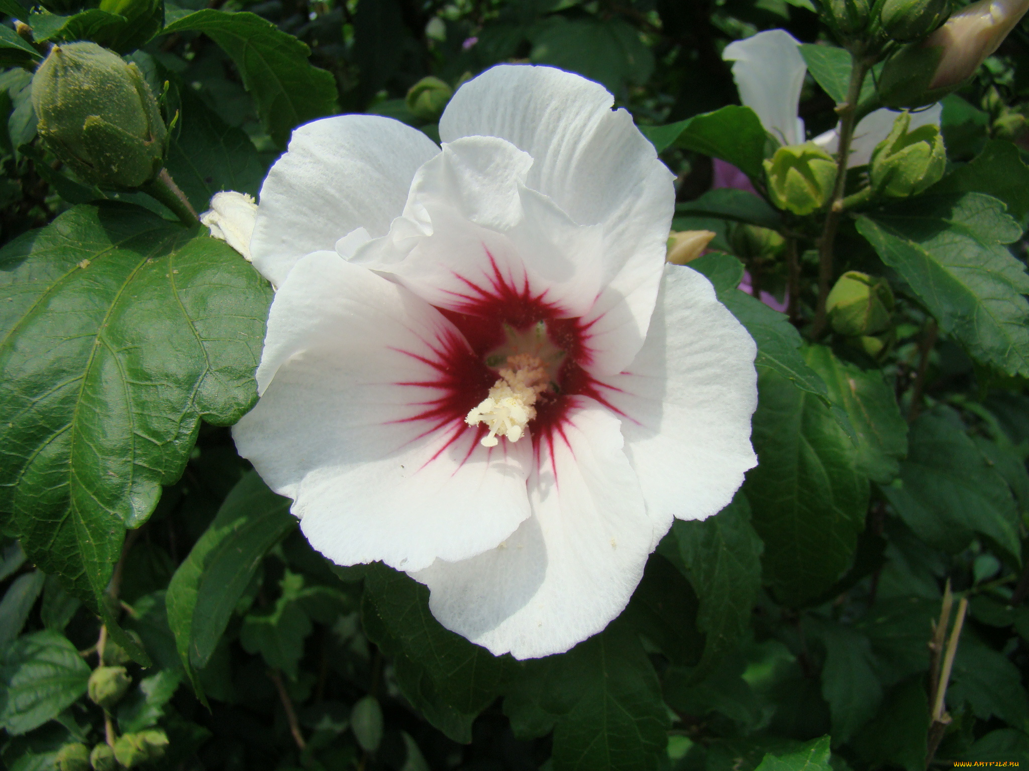 цветы, гибискусы