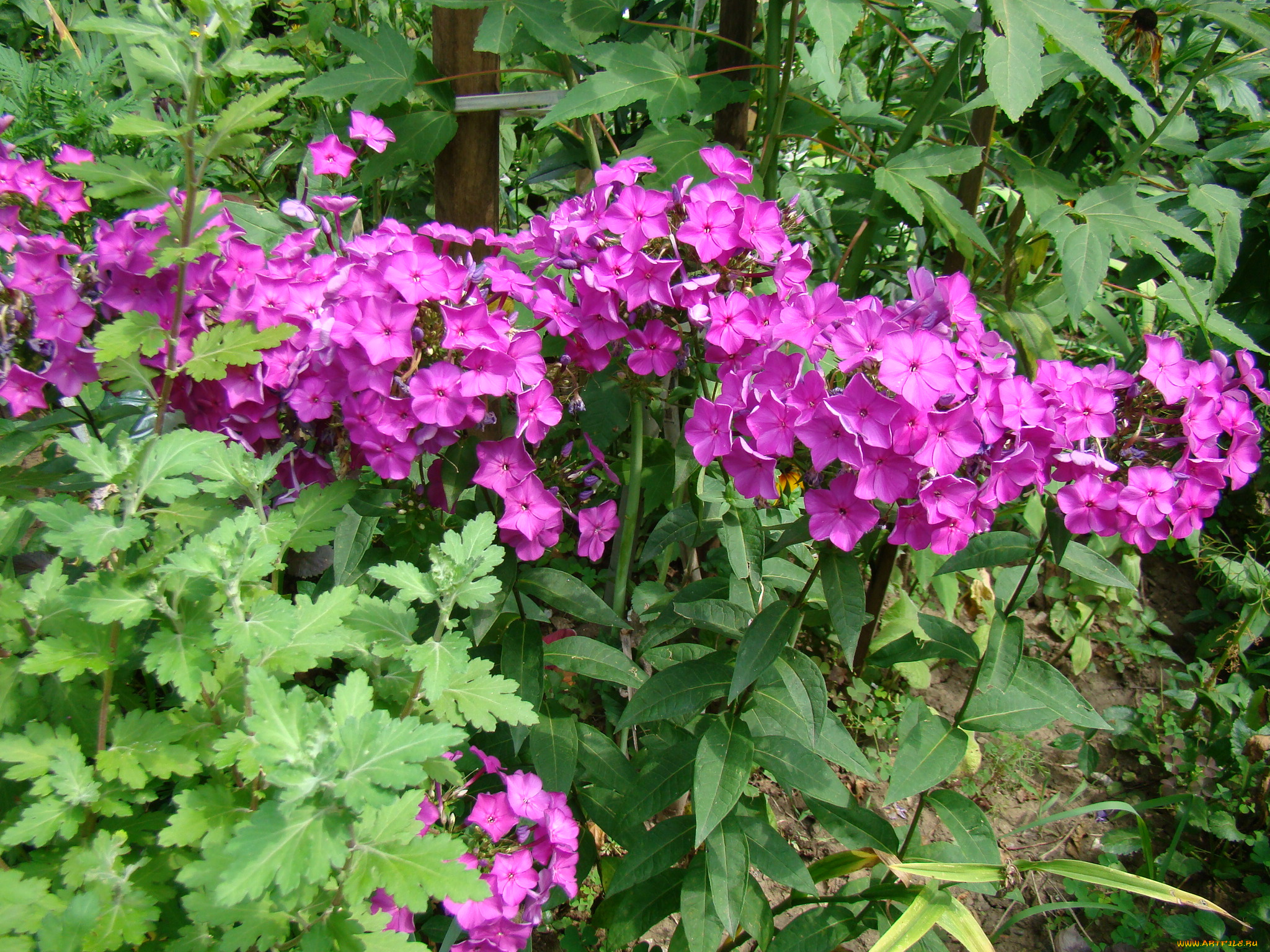 флоксы, цветы