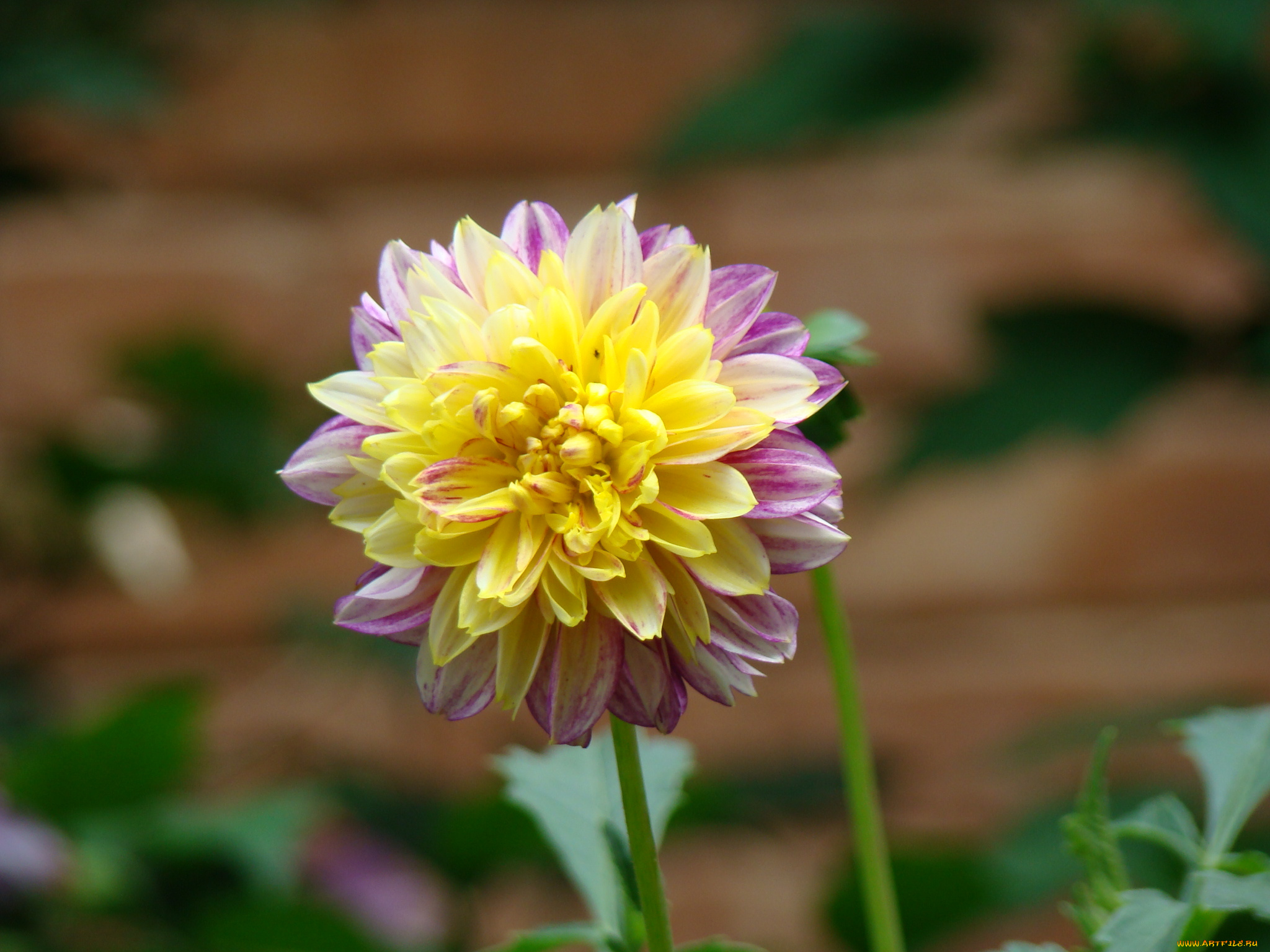 георгин, цветы, георгины