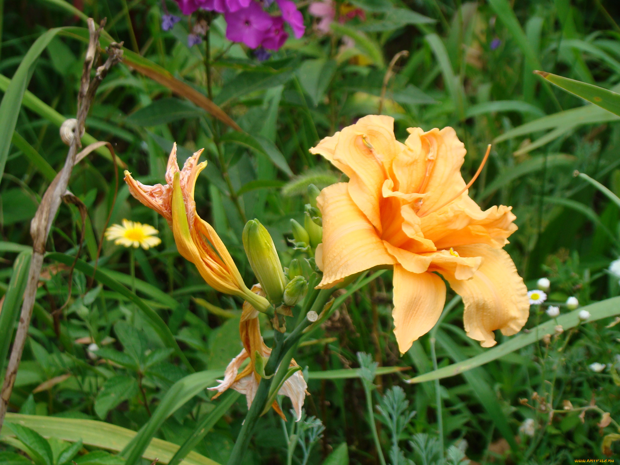 лилейник, цветы, лилии, лилейники