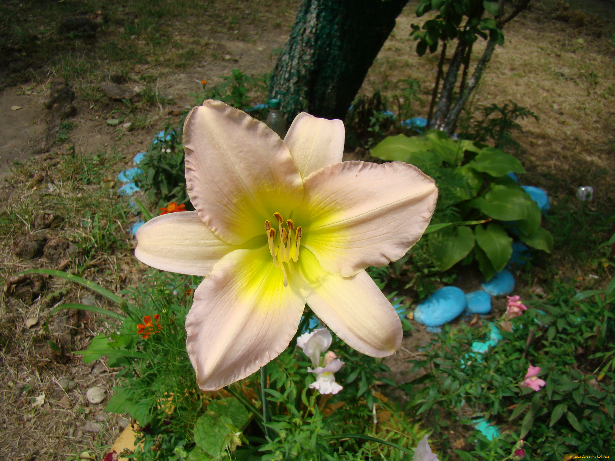 лилейник, цветы, лилии, лилейники