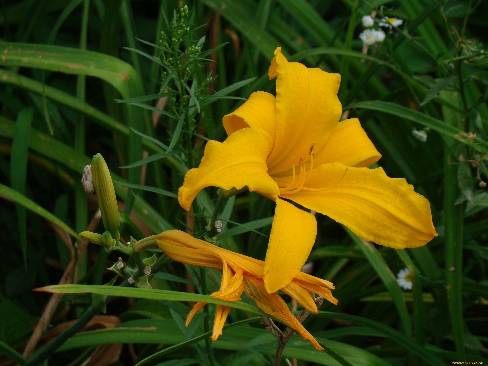 лилейник, цветы, лилии, лилейники