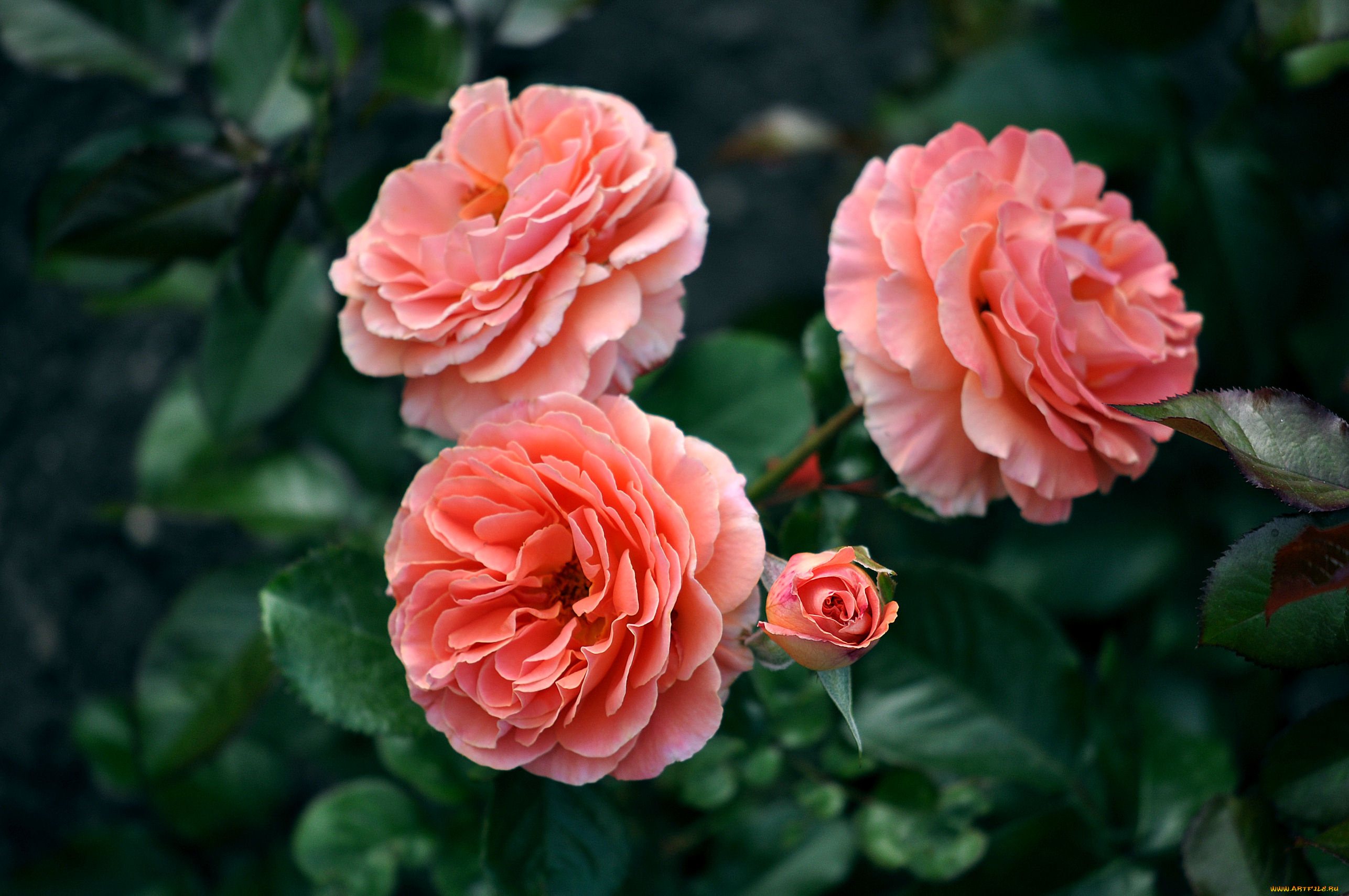 цветы, розы, бутоны