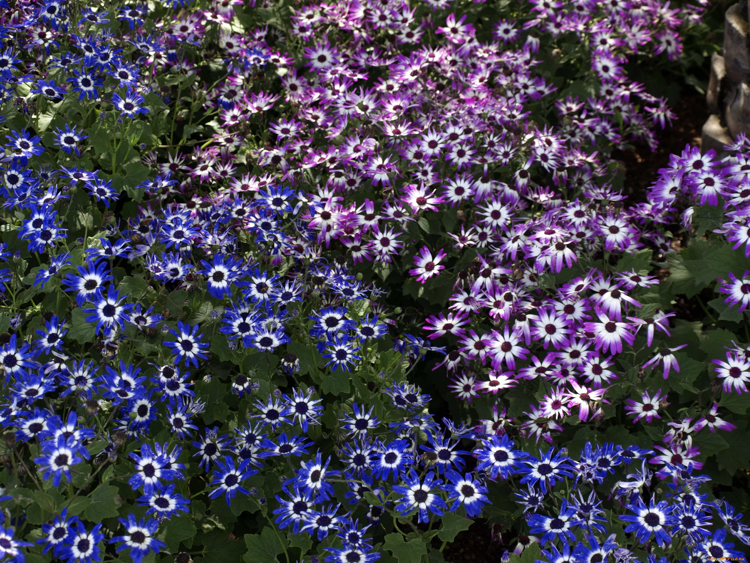 цветы, цинерария, африканская, астра, циненария