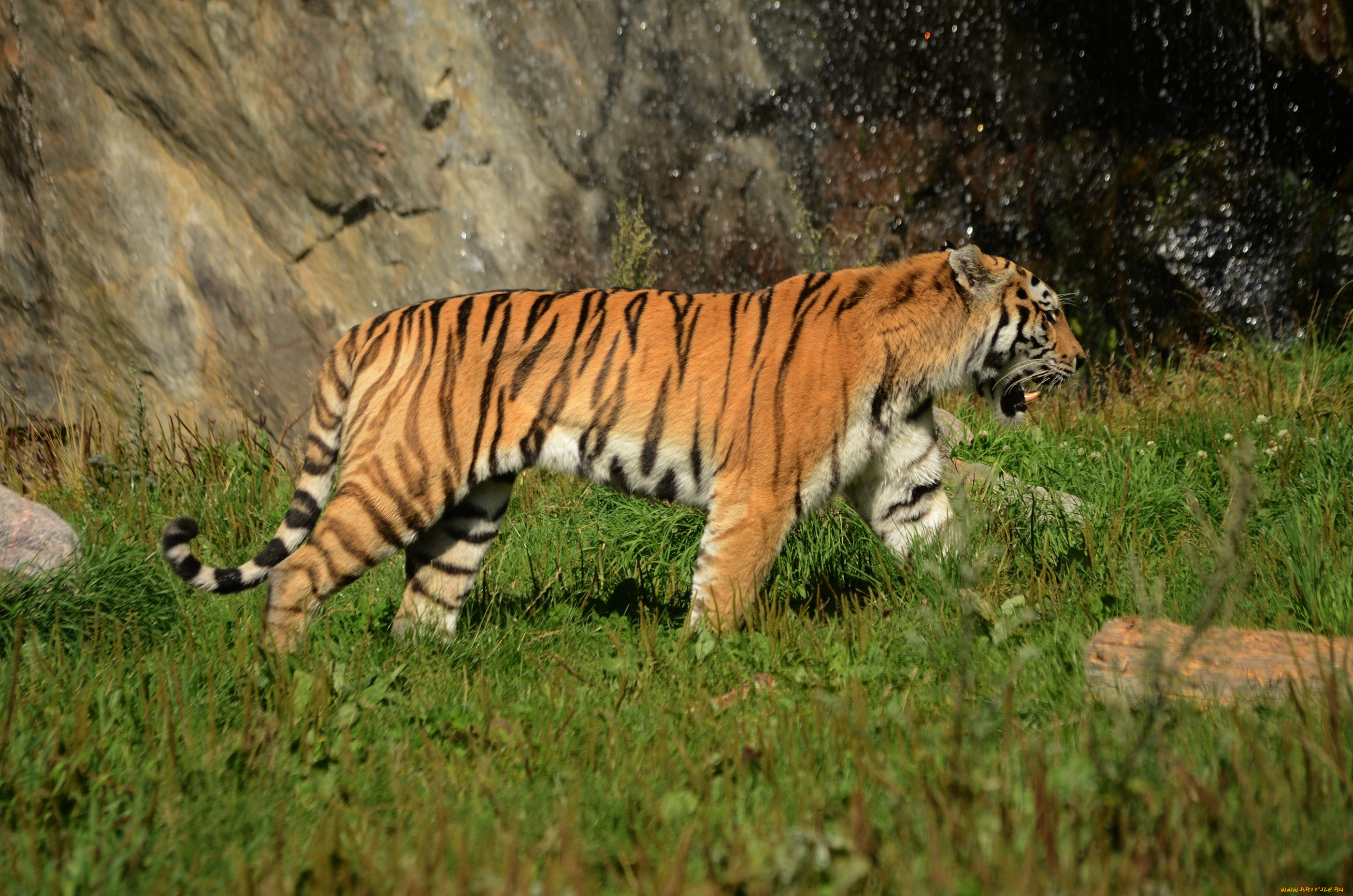 животные, тигры, прогулка, амурский, тигр