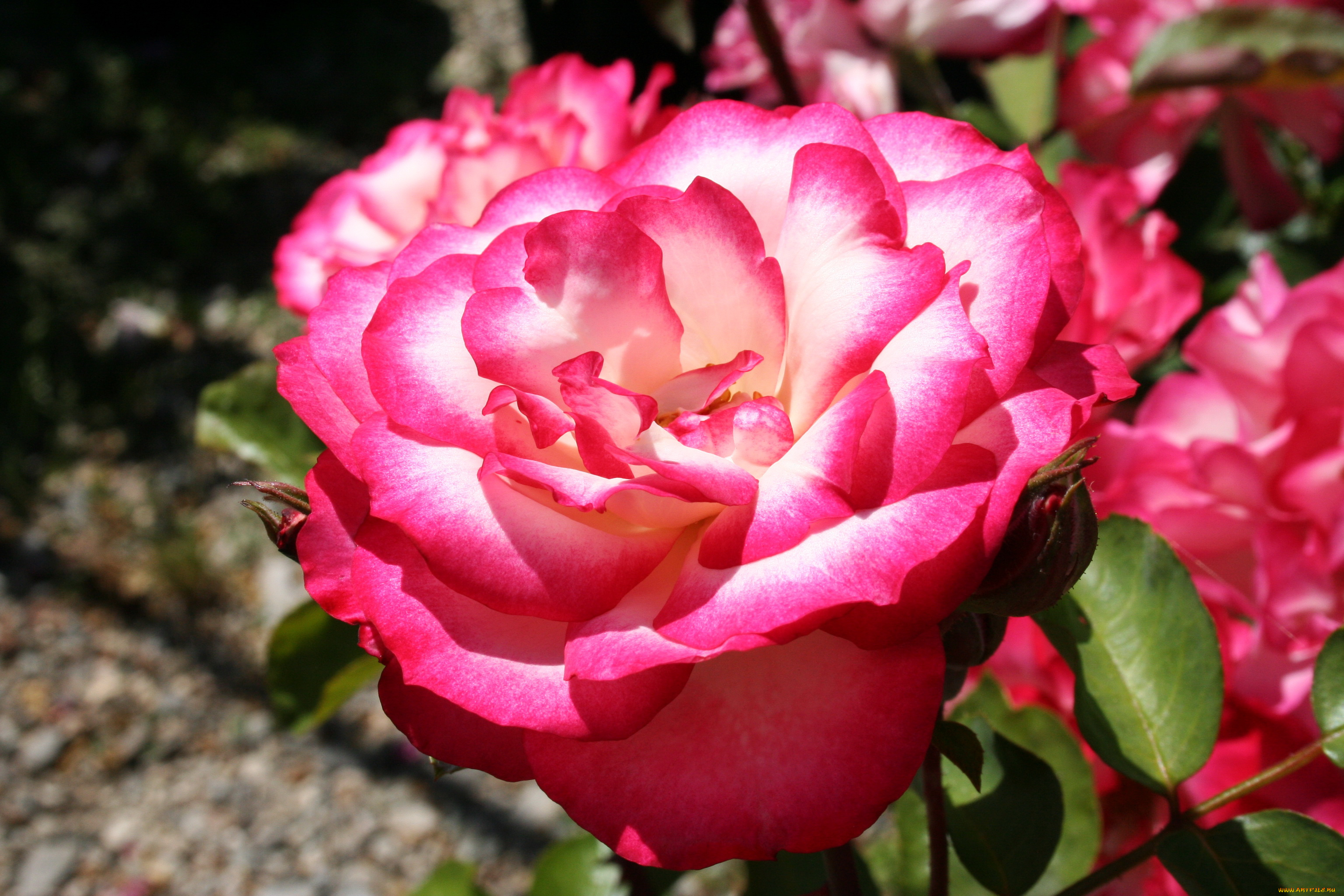 цветы, розы, роза