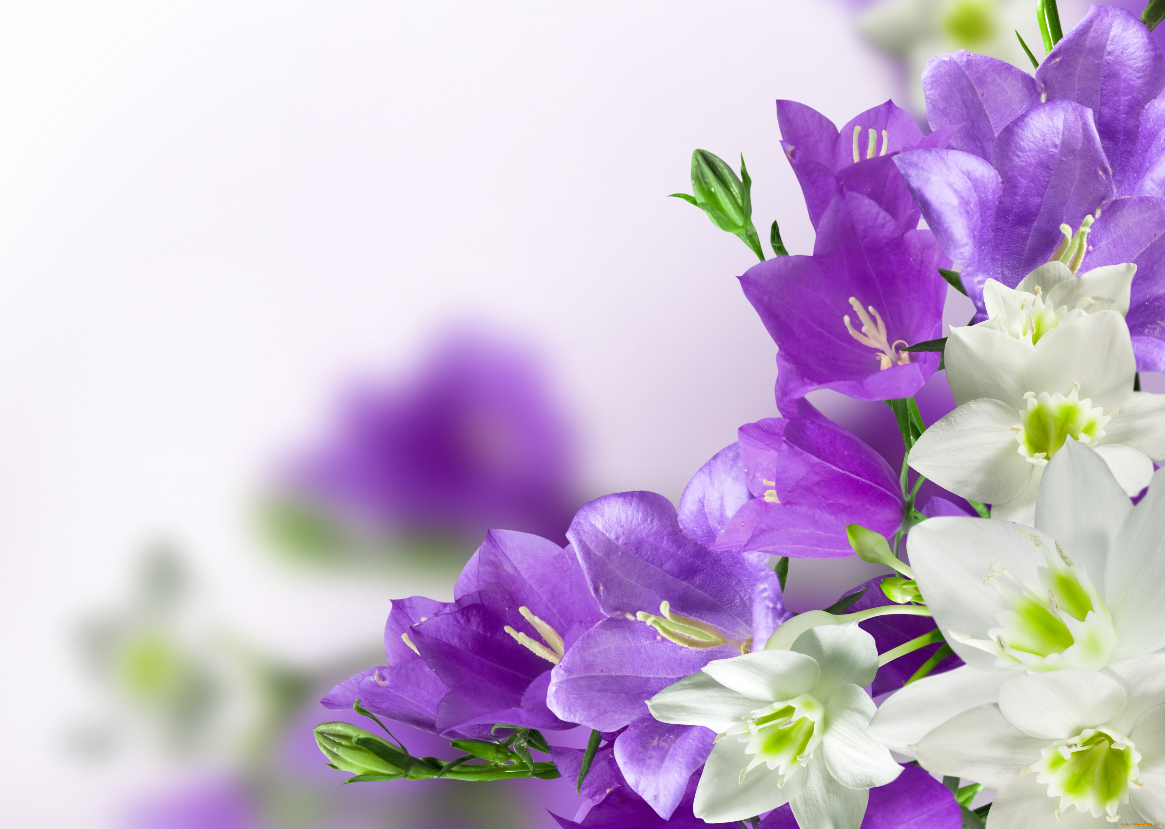 цветы, разные, вместе, эухарис, колокольчики