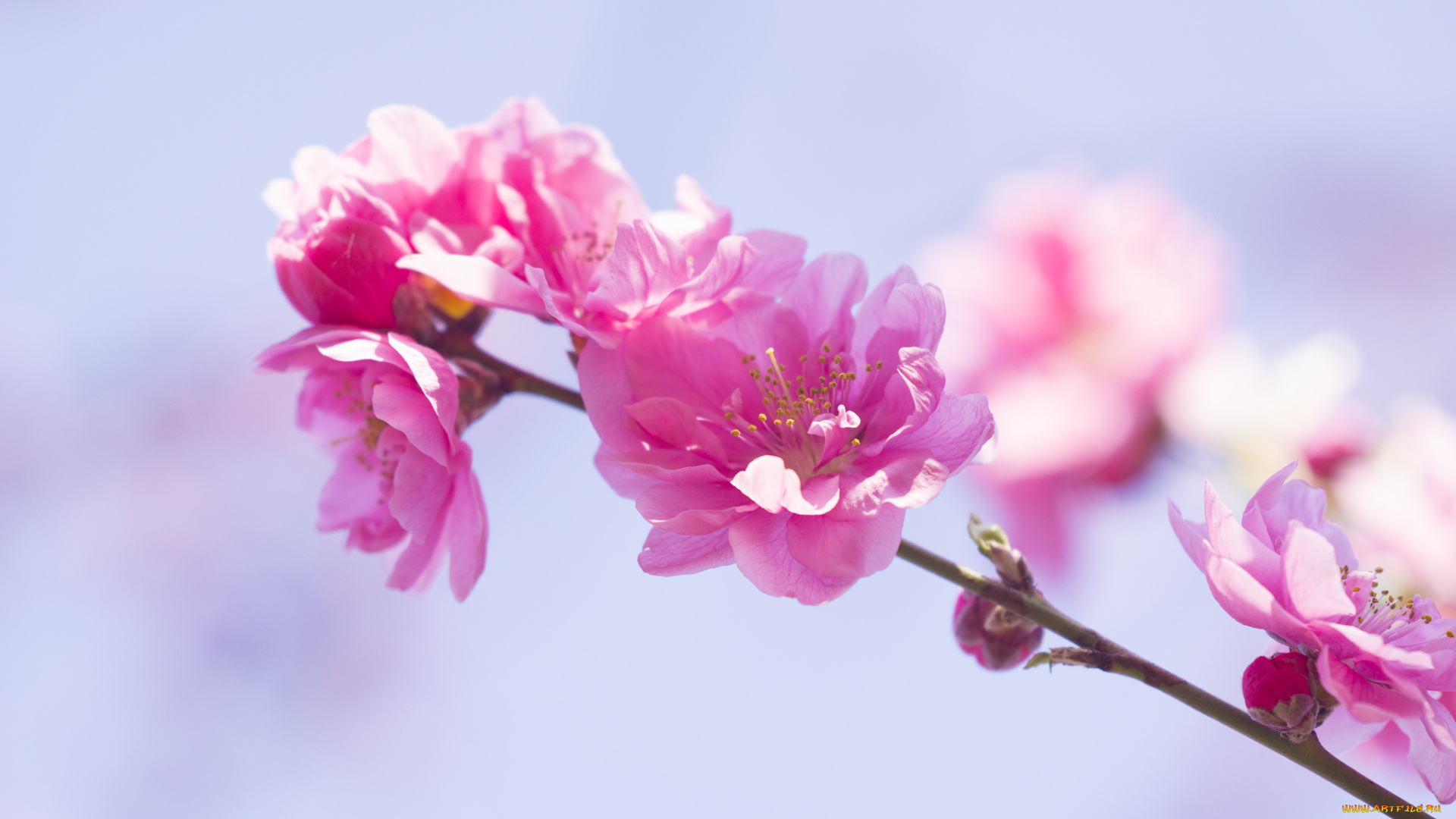 цветы, цветущие, деревья, , , кустарники, розовые, ветка, весна, цветки, цветение