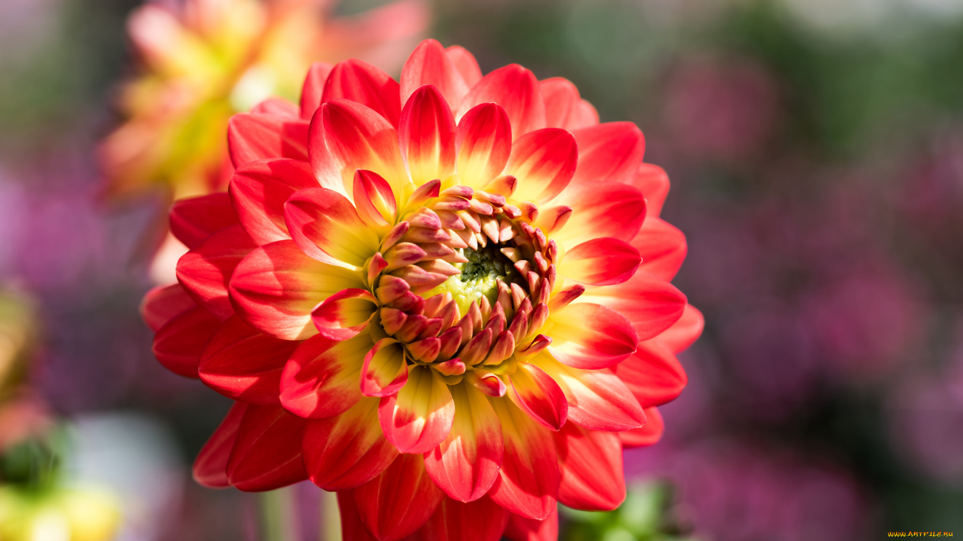 цветы, георгины, георгин, цветение, бутоны, лепестки