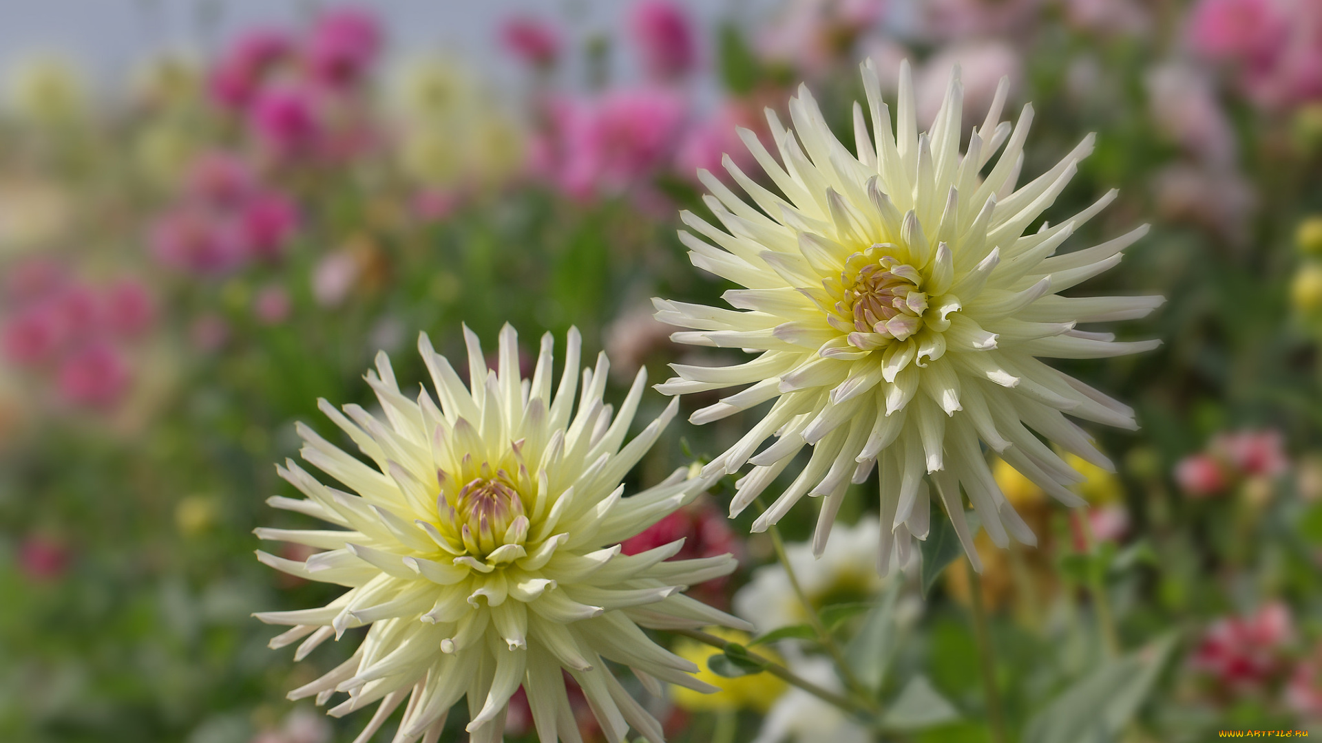 цветы, георгины, лепестки, цветение, георгин, бутоны, осень