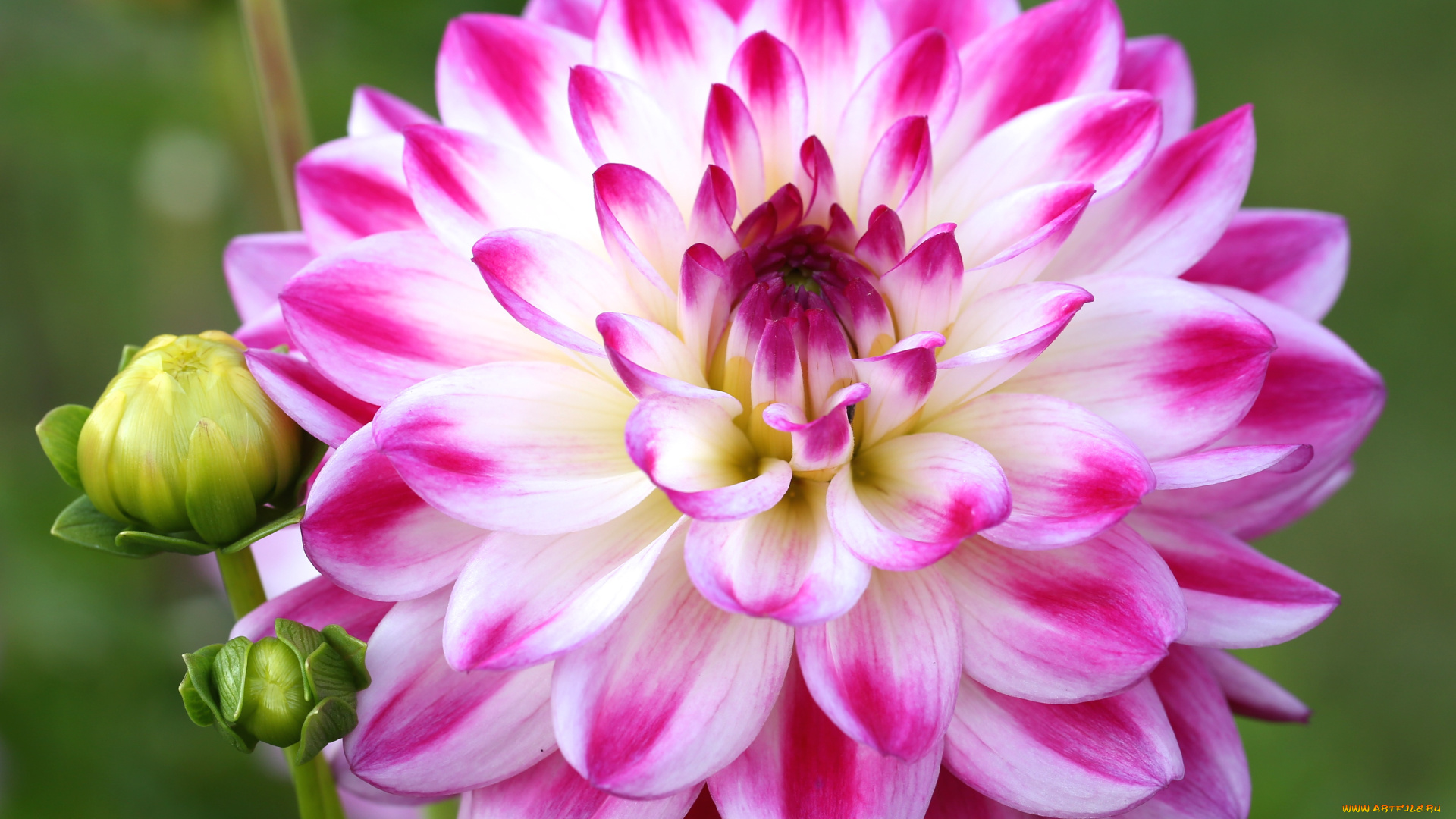 цветы, георгины, лепестки, цветение, розовый, георгин