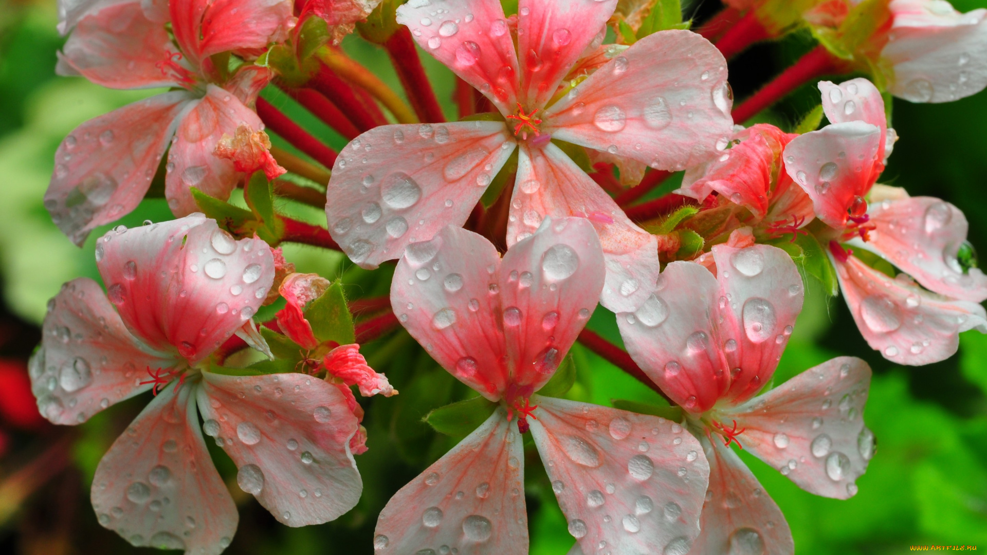 цветы, герань, соцветие, лепестки, капли, роса, вода