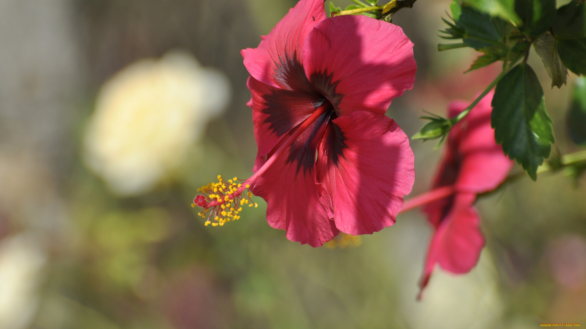 цветы, гибискусы, гибискус, цветение, листики, тычинка, красный