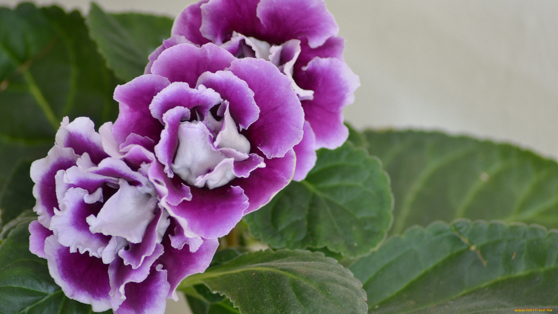 цветы, глоксиния, , синнингия, глоксия, бутоны, лепестки, цветение