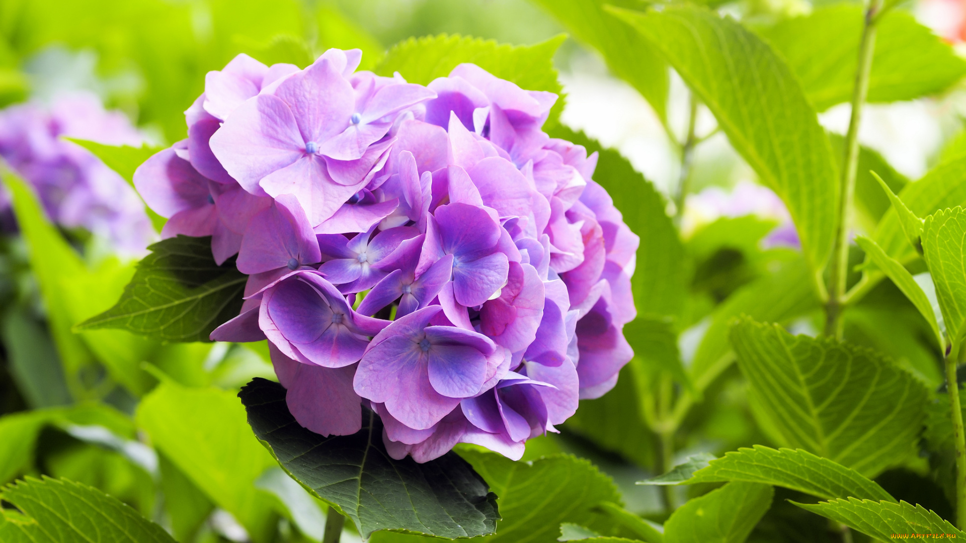 цветы, гортензия, куст, листья, фиолетовая, цветки, цветение