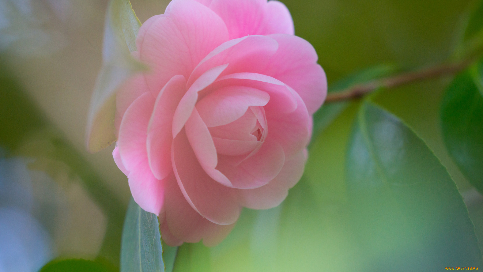 цветы, камелии, цветок, лепесток, бутон, розовая, камелия, листья, цветение