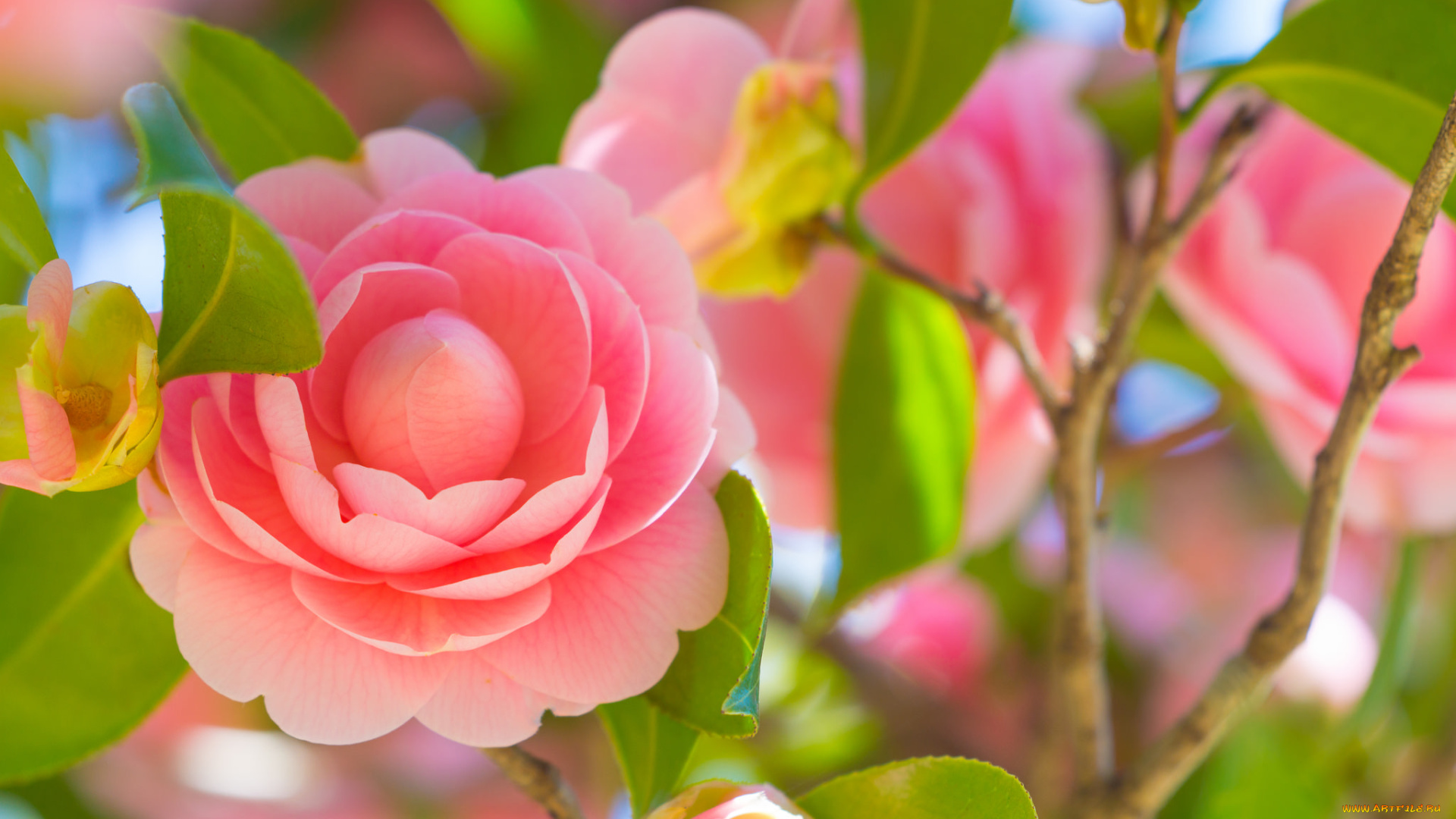 цветы, камелии, листья, цветение, нежность, лепестки, розовая, камелия, бутон