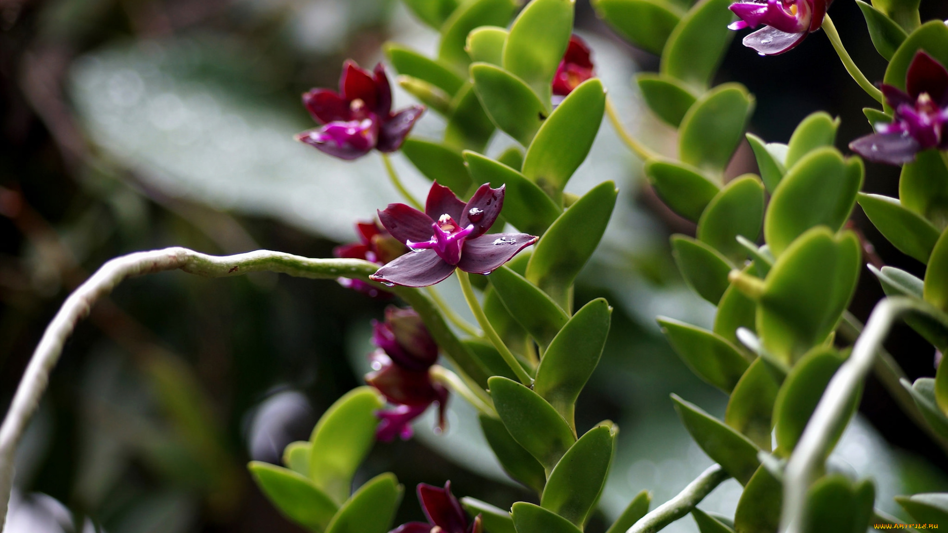 цветы, орхидеи, цветение, лепестки, яркая, орхидея