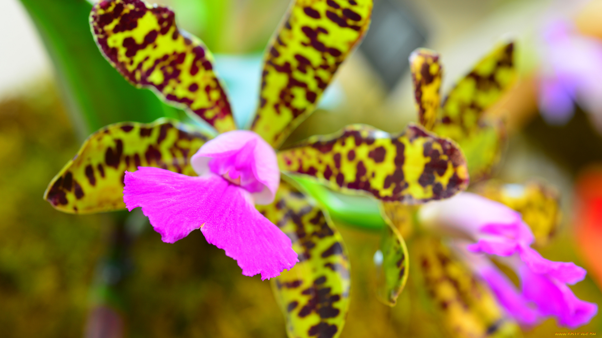 цветы, орхидеи, экзотика, лепестки, макро, орхидея