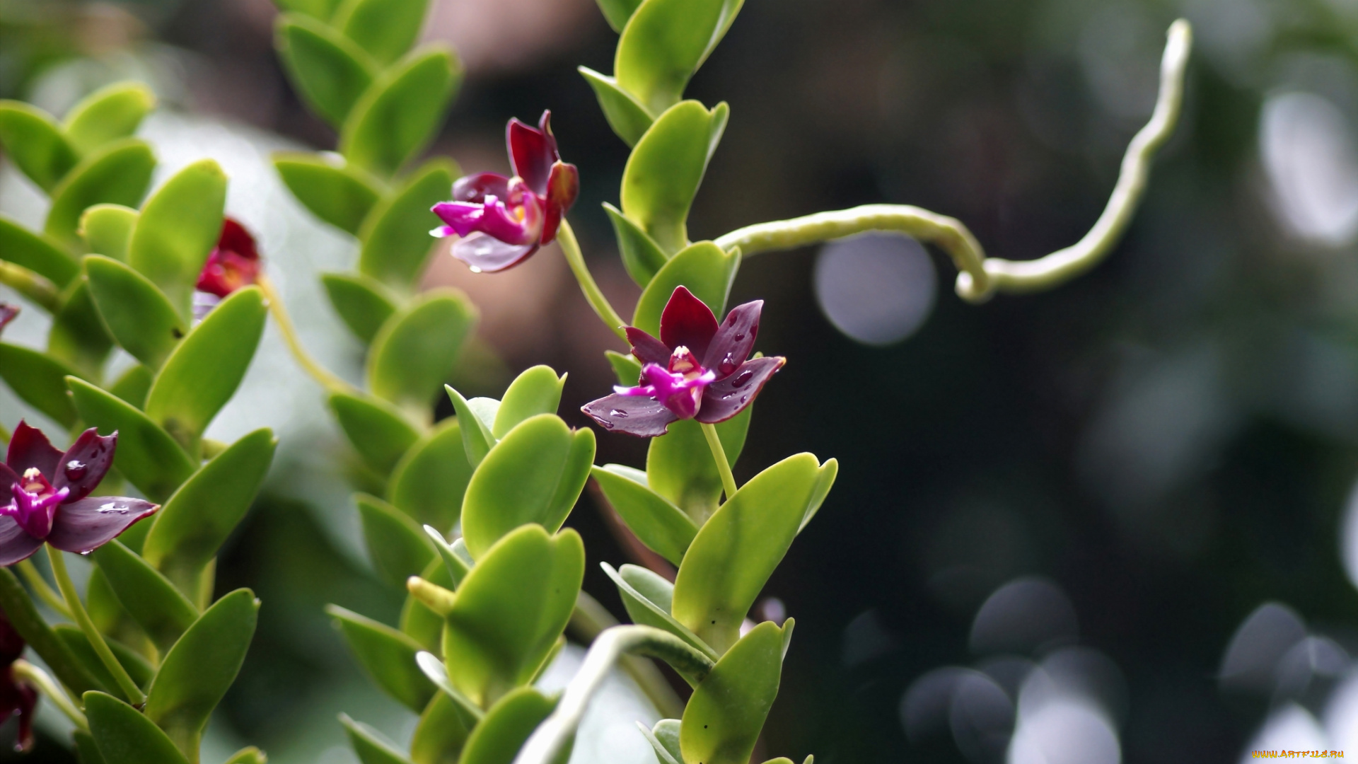 цветы, орхидеи, лепестки, petals, bloom, яркая, bright, orchid, цветение, орхидея