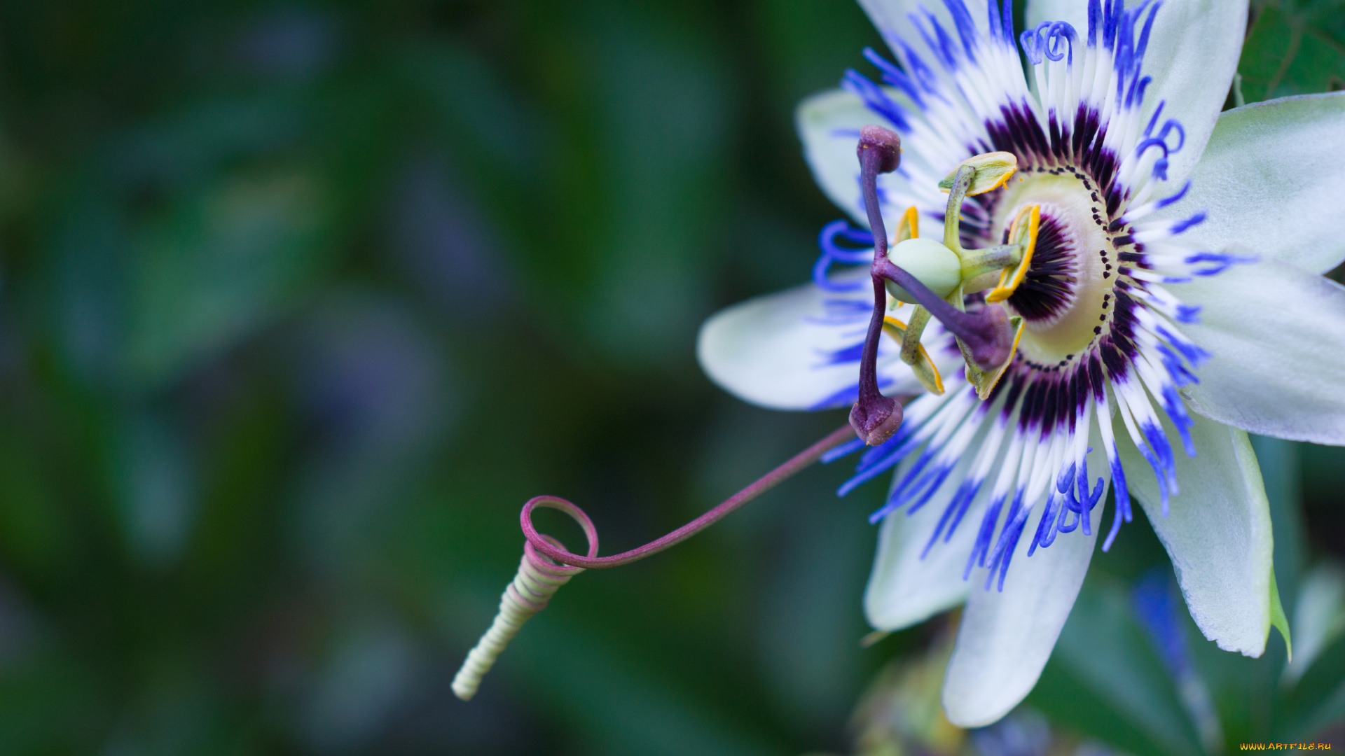 цветы, пассифлора, цветение, голубая, лепестки, тычинки, усики