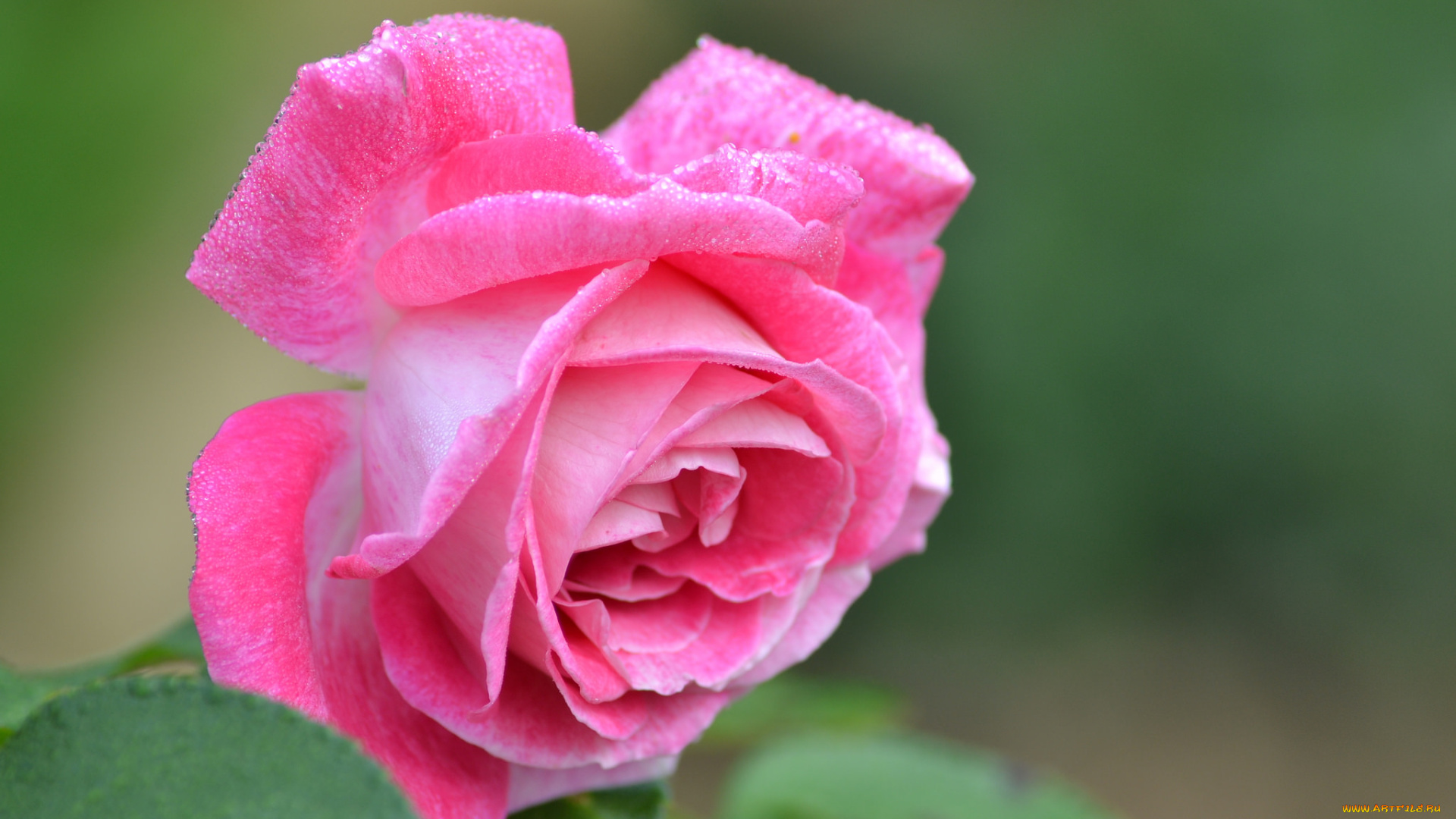 цветы, розы, blossoms, leaves, petals, роза, бутон, rose, bud, листья, цветение, лепестки