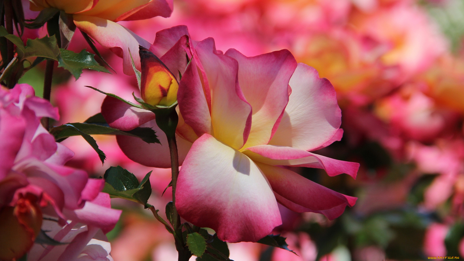 цветы, розы, бутон, цветение, розово-желтая, роза, лепестки