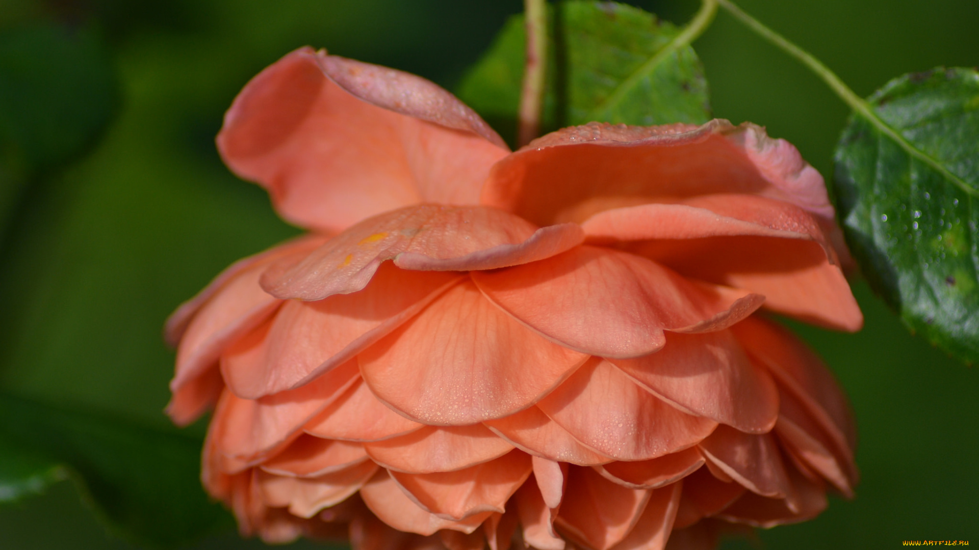 цветы, розы, petals, bud, листья, лепестки, бутон, rose, цветение, роза, blossoms, leaves