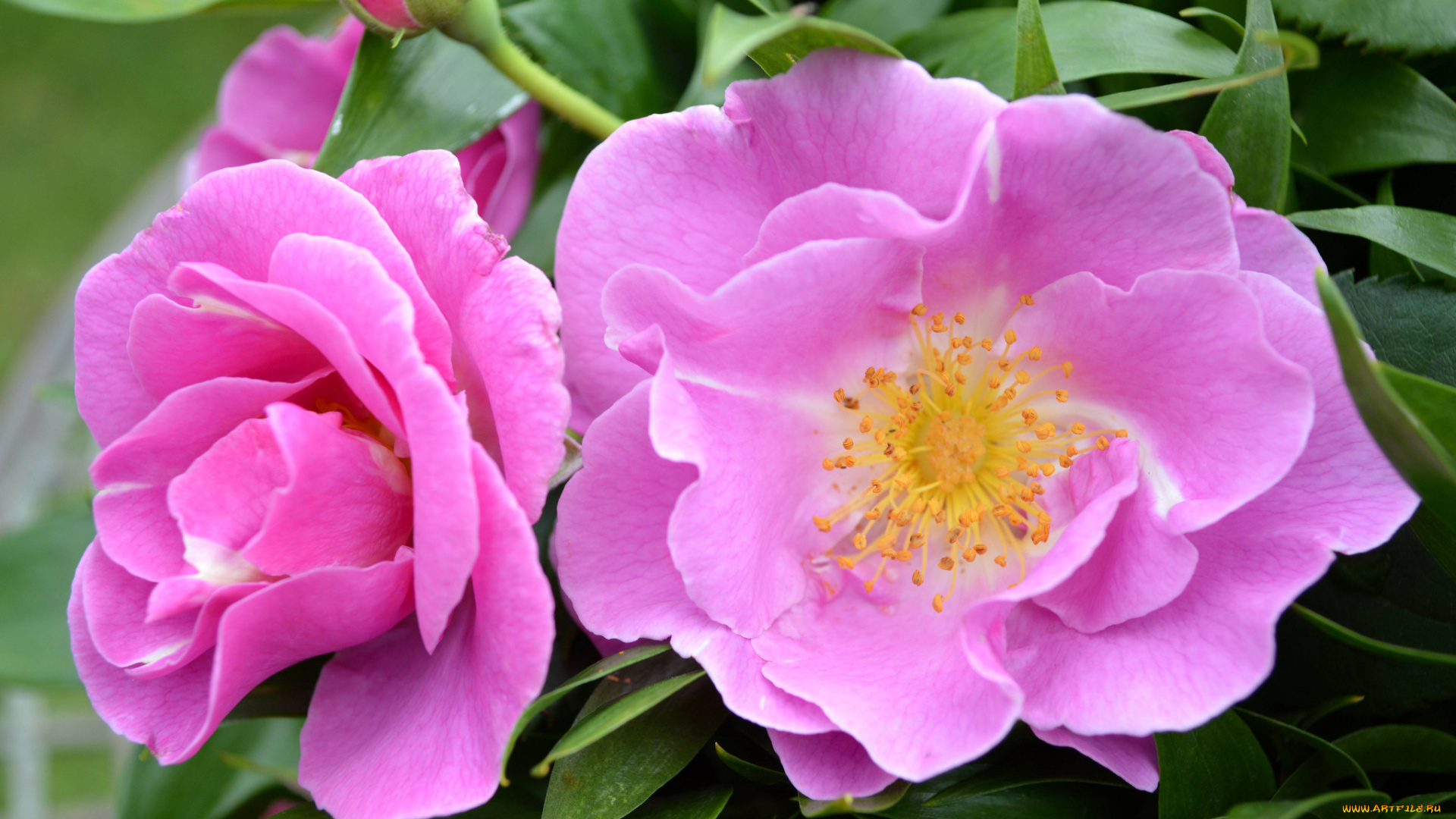 цветы, розы, роза, бутоны, лепестки, листья, цветение