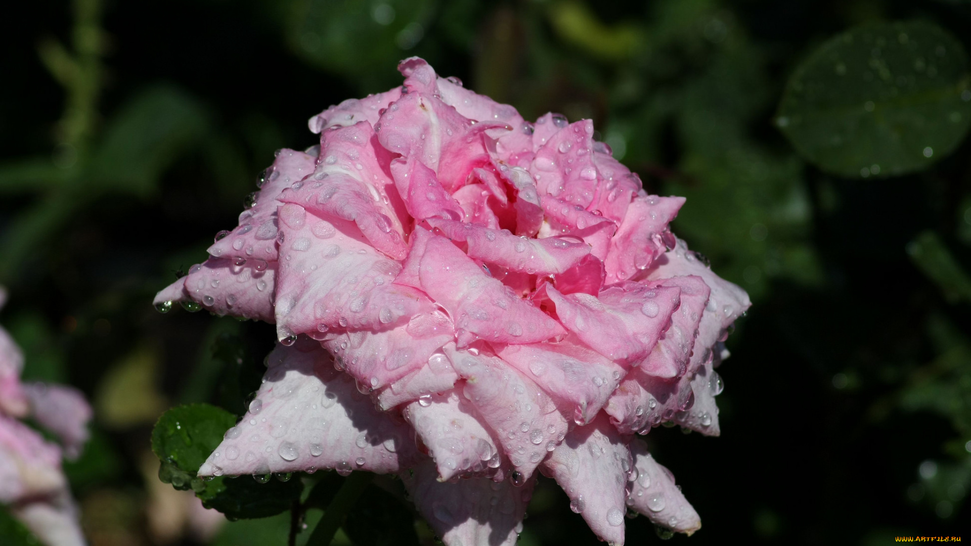 цветы, розы, роза, розовая, бутоны, цветение, листья, ветка, лепестки, капли