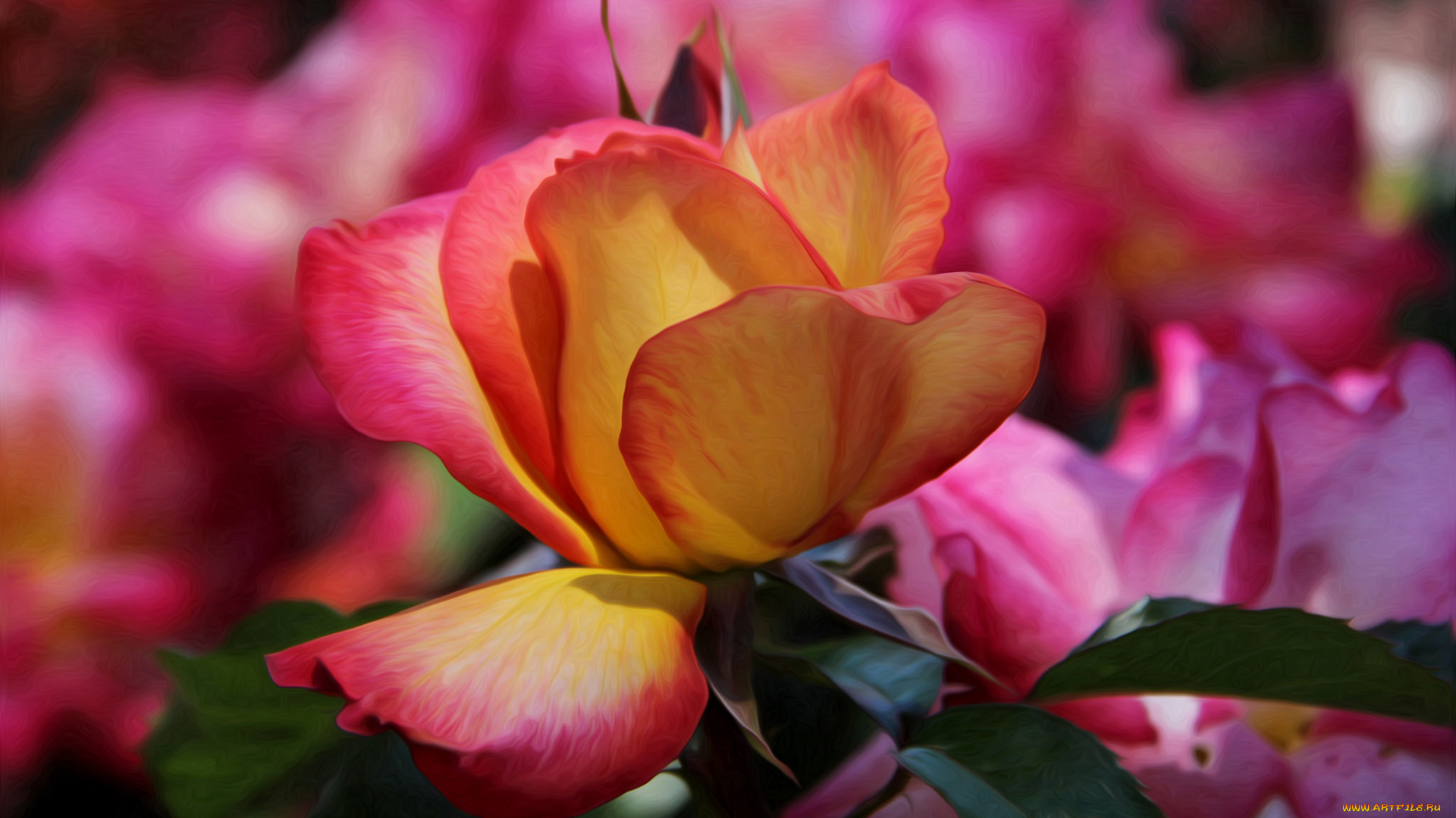 цветы, розы, желто-розовая, роза, bloom, bud, yellow, rose, цветение, бутон