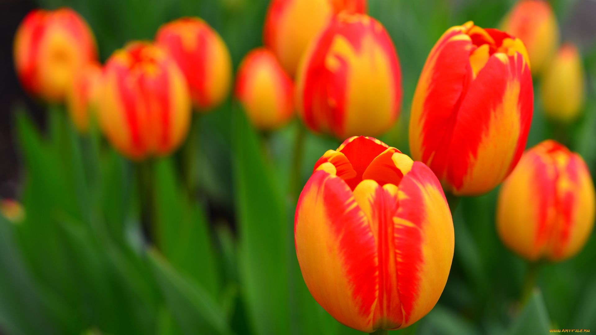 цветы, тюльпаны, листья, лепестки, луг, сад