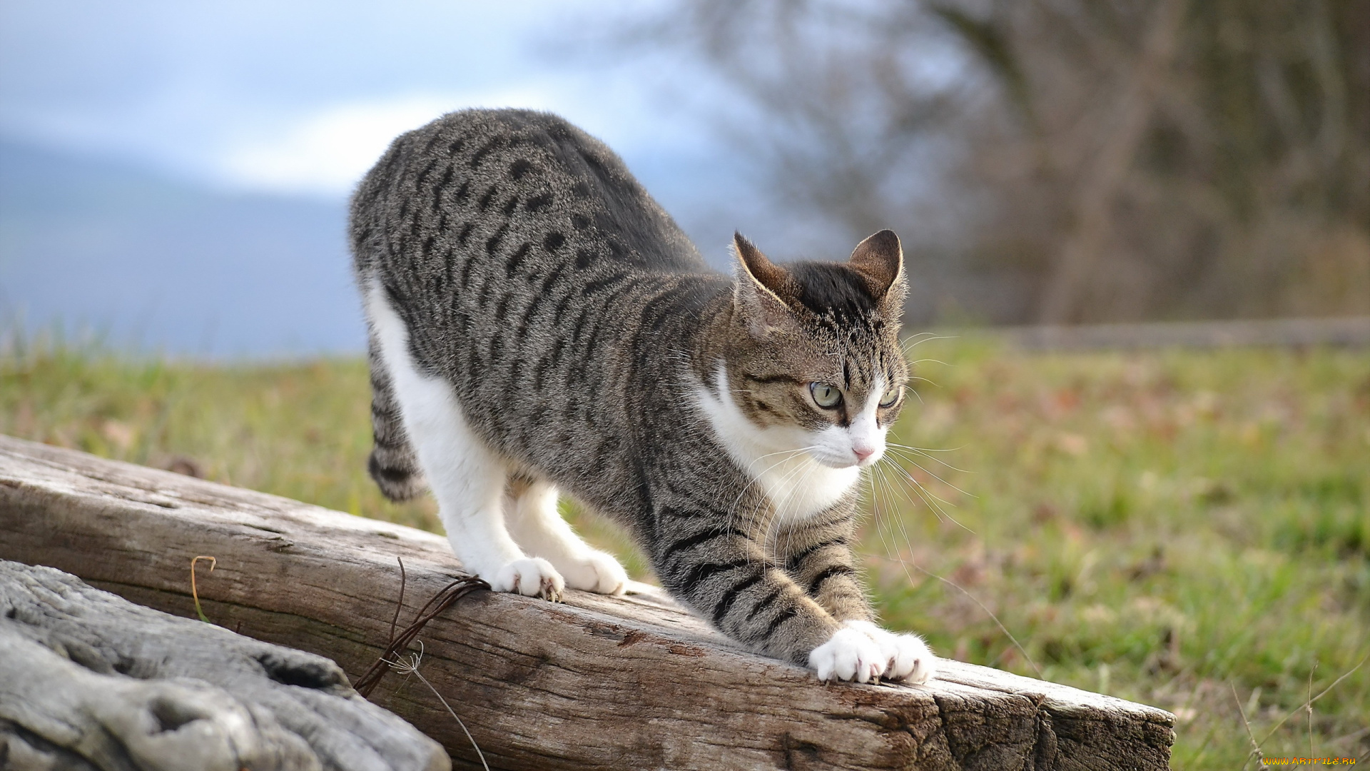 животные, коты, взгляд, кошка