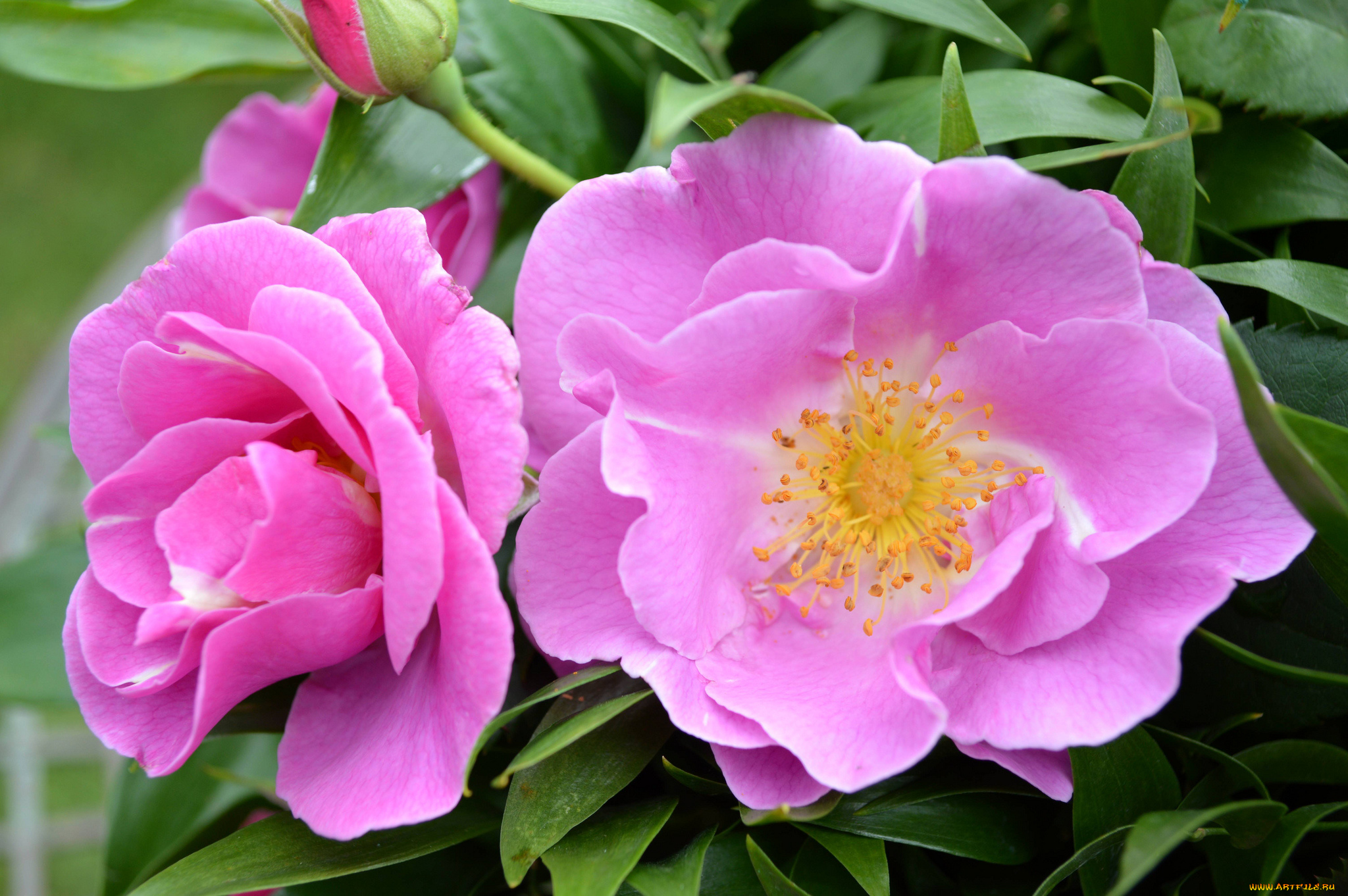 цветы, розы, роза, бутоны, лепестки, листья, цветение