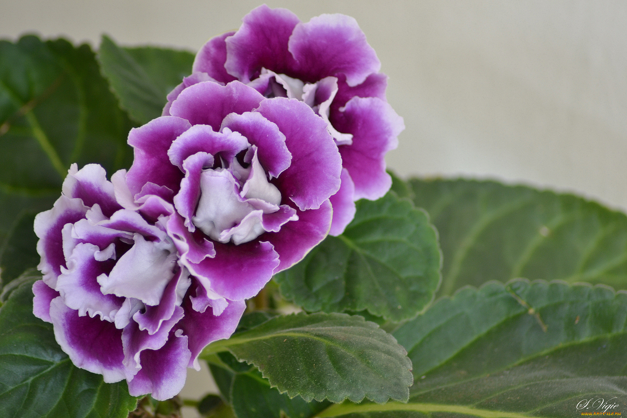 цветы, глоксиния, , синнингия, глоксия, бутоны, лепестки, цветение