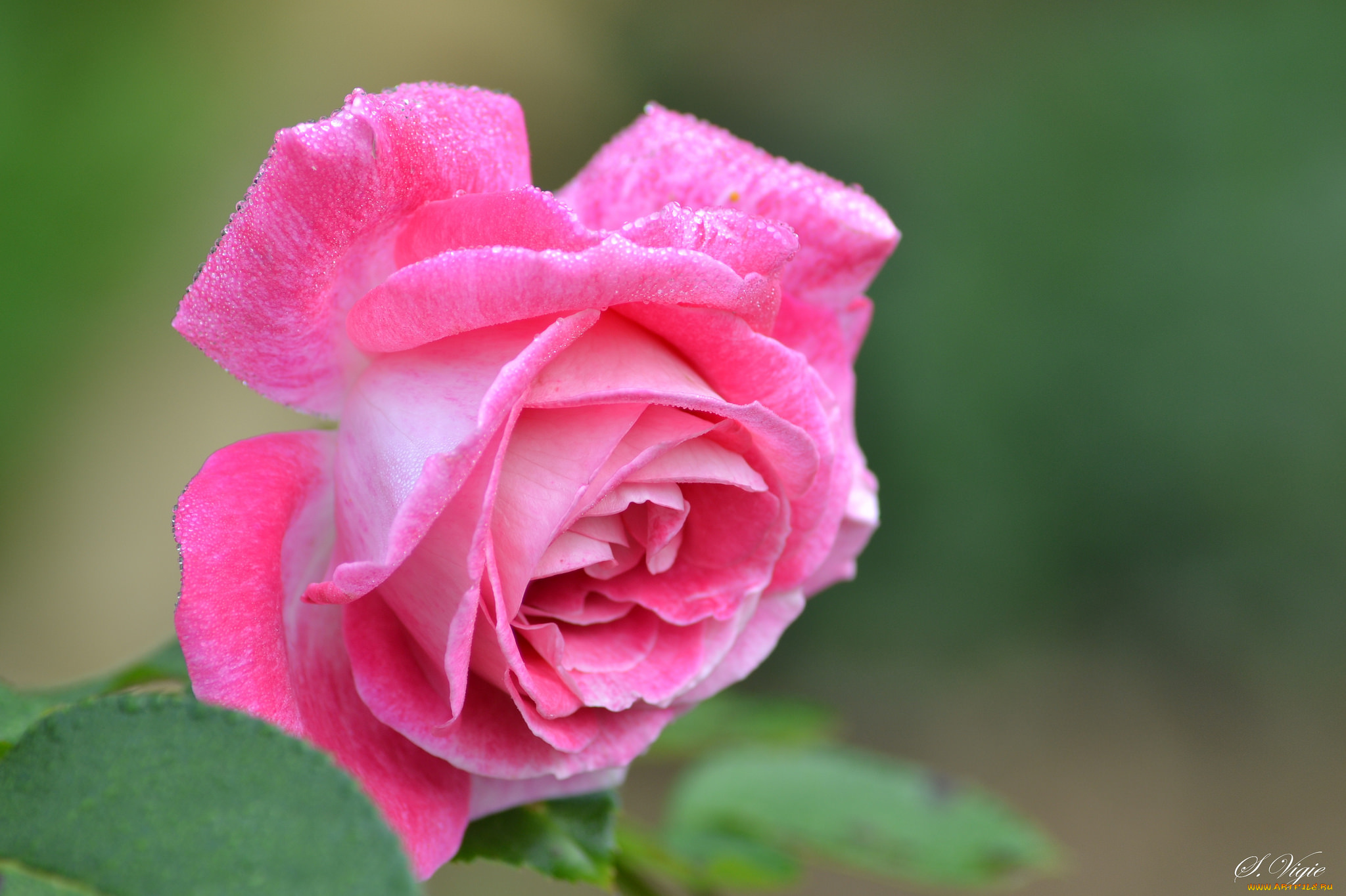 цветы, розы, blossoms, leaves, petals, роза, бутон, rose, bud, листья, цветение, лепестки