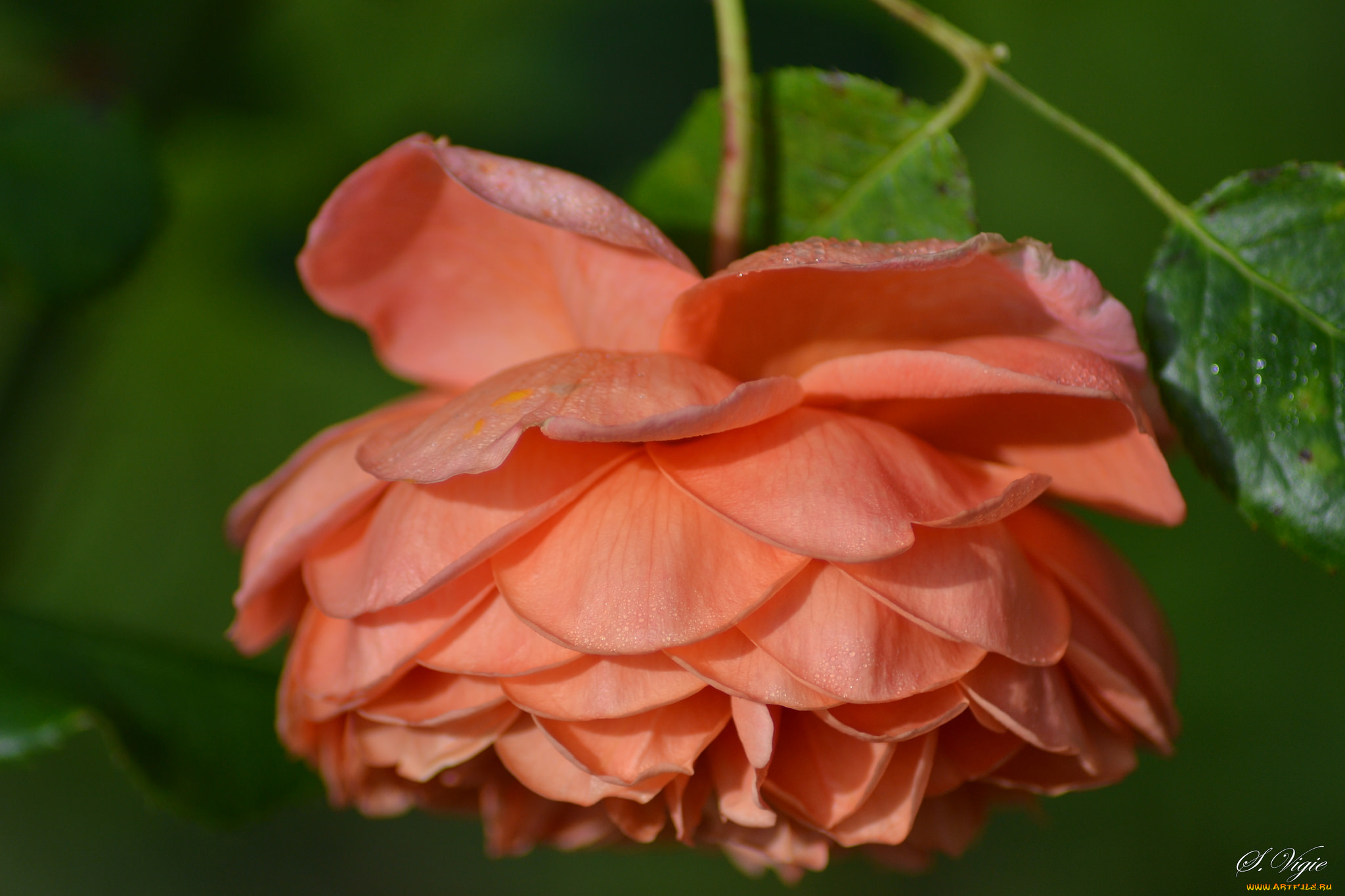 цветы, розы, petals, bud, листья, лепестки, бутон, rose, цветение, роза, blossoms, leaves