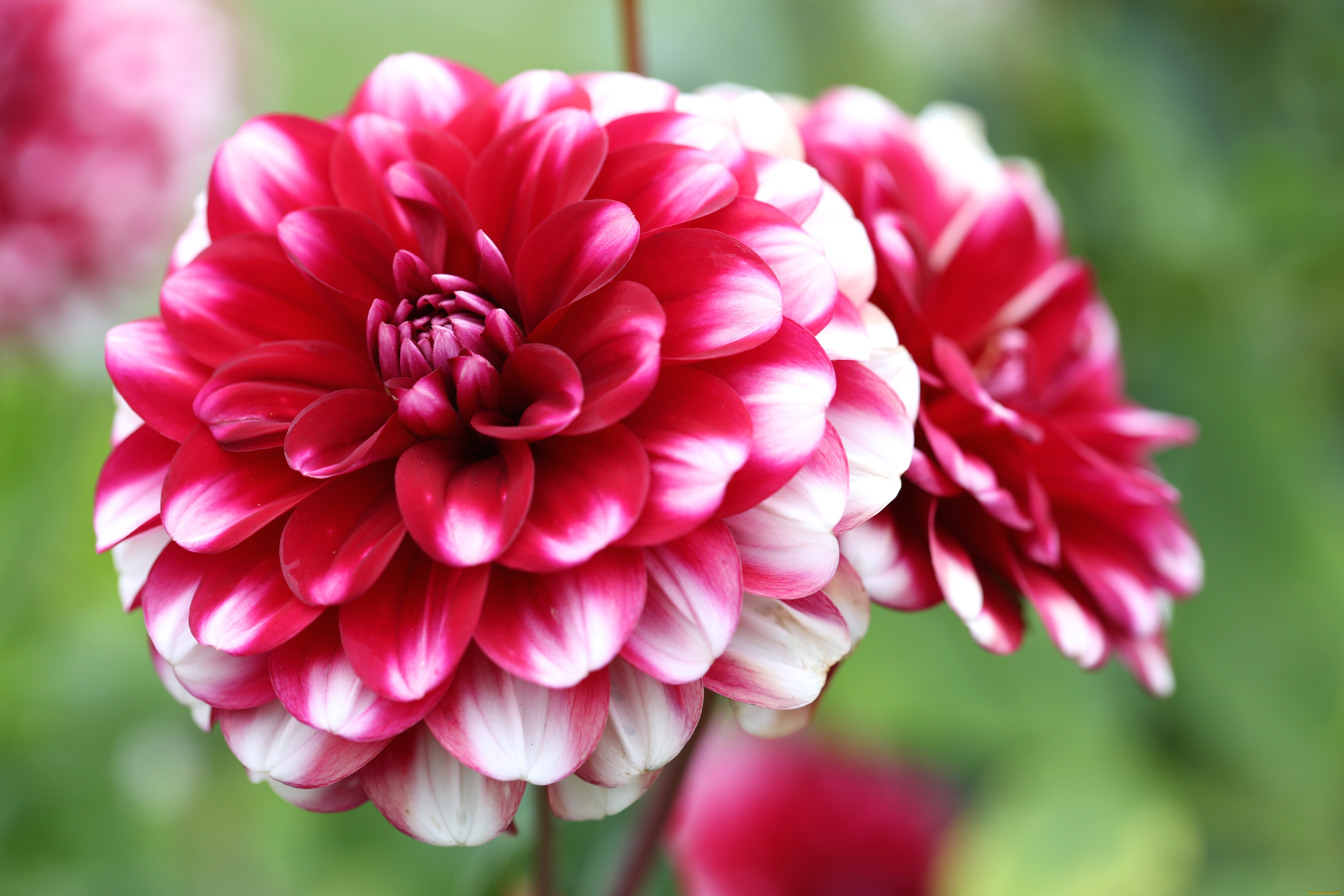 цветы, георгины, георгин, бело-вишневый, лепестки, бутон, цветение