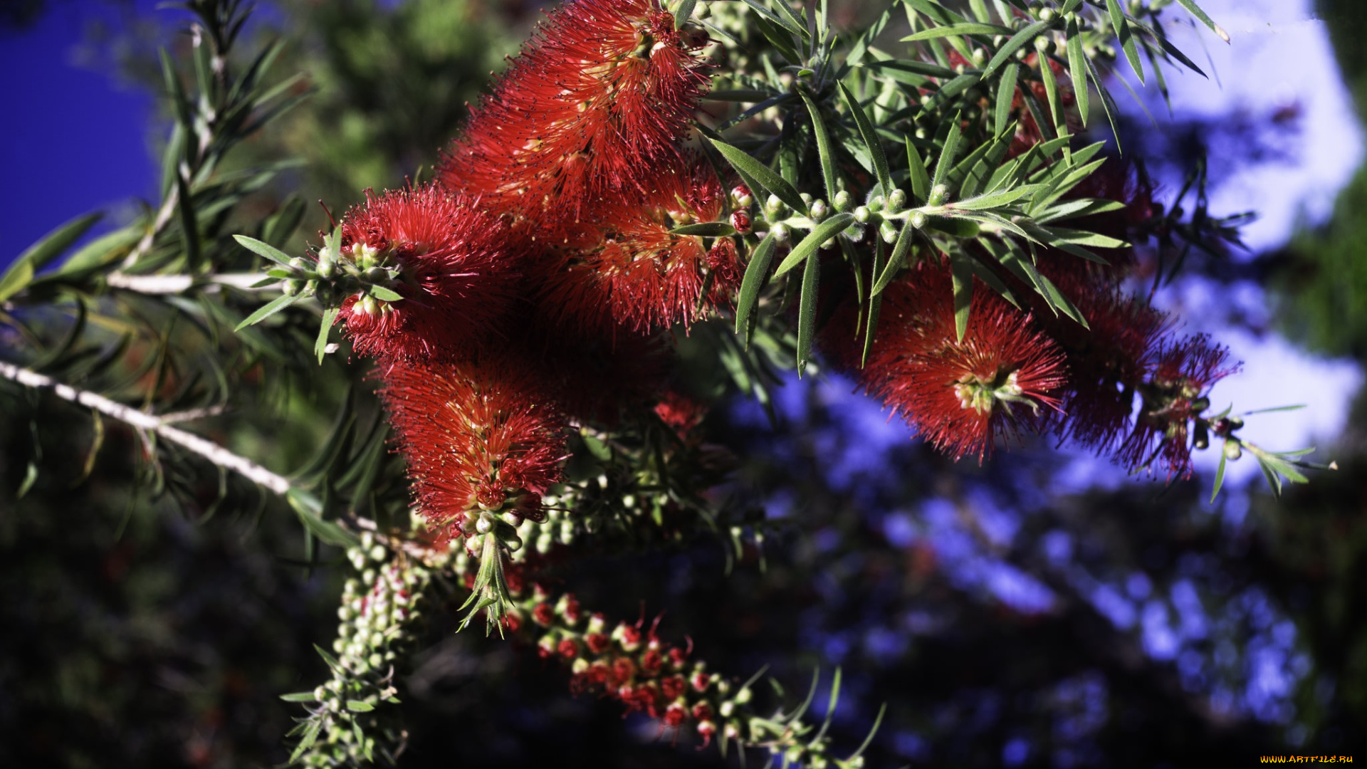 цветы, цветущие, деревья, , , кустарники, ветка, красные
